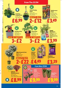 Preview of Lidl - More to Value valid from 23.04.2026 | Page: 21 | Products: Basket, Pot, Strawberry, Orange