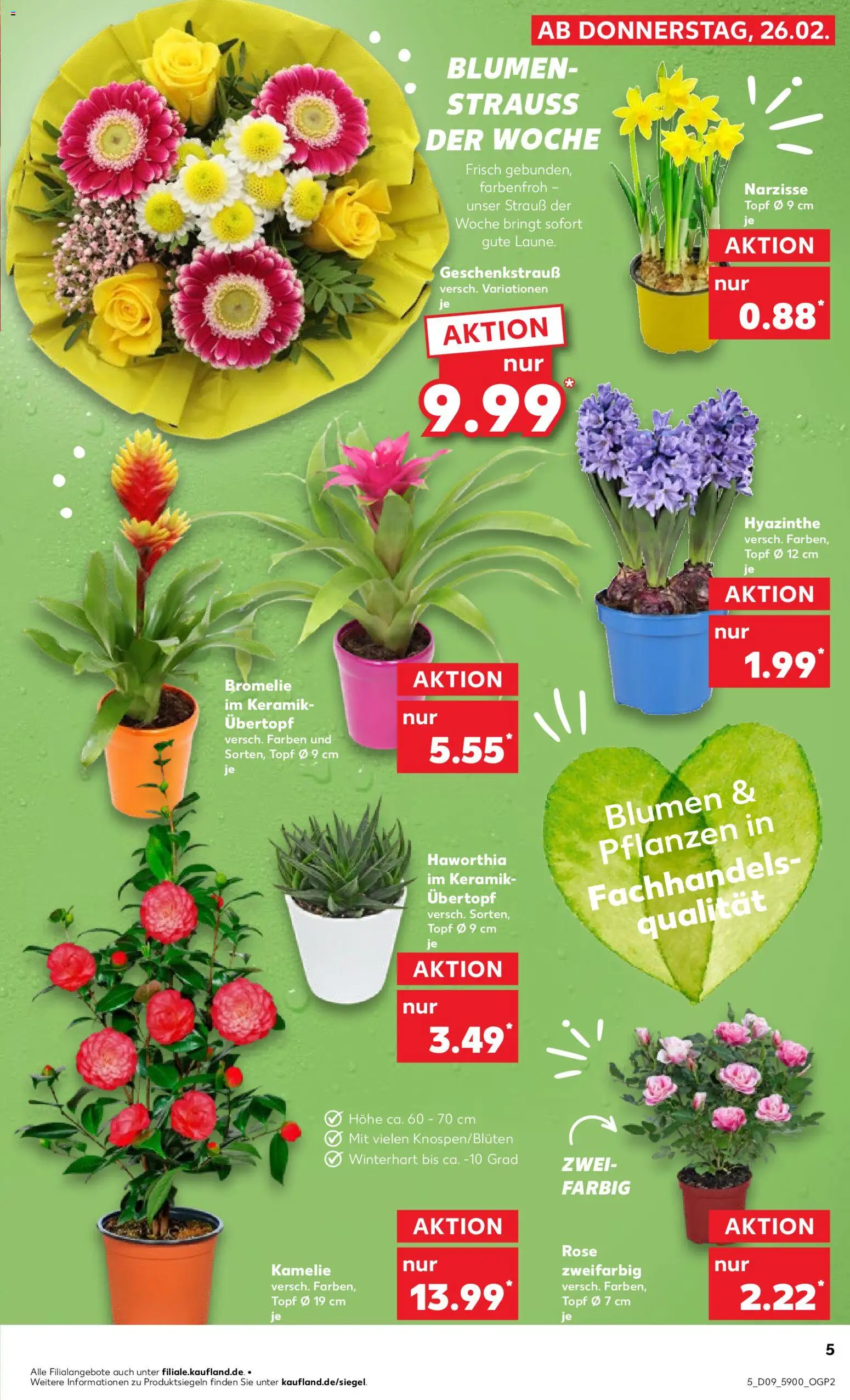 Kaufland prospekt Rostock	 – gültig ab 26.02.2026 | Seite: 5 | Produkte: Blumen