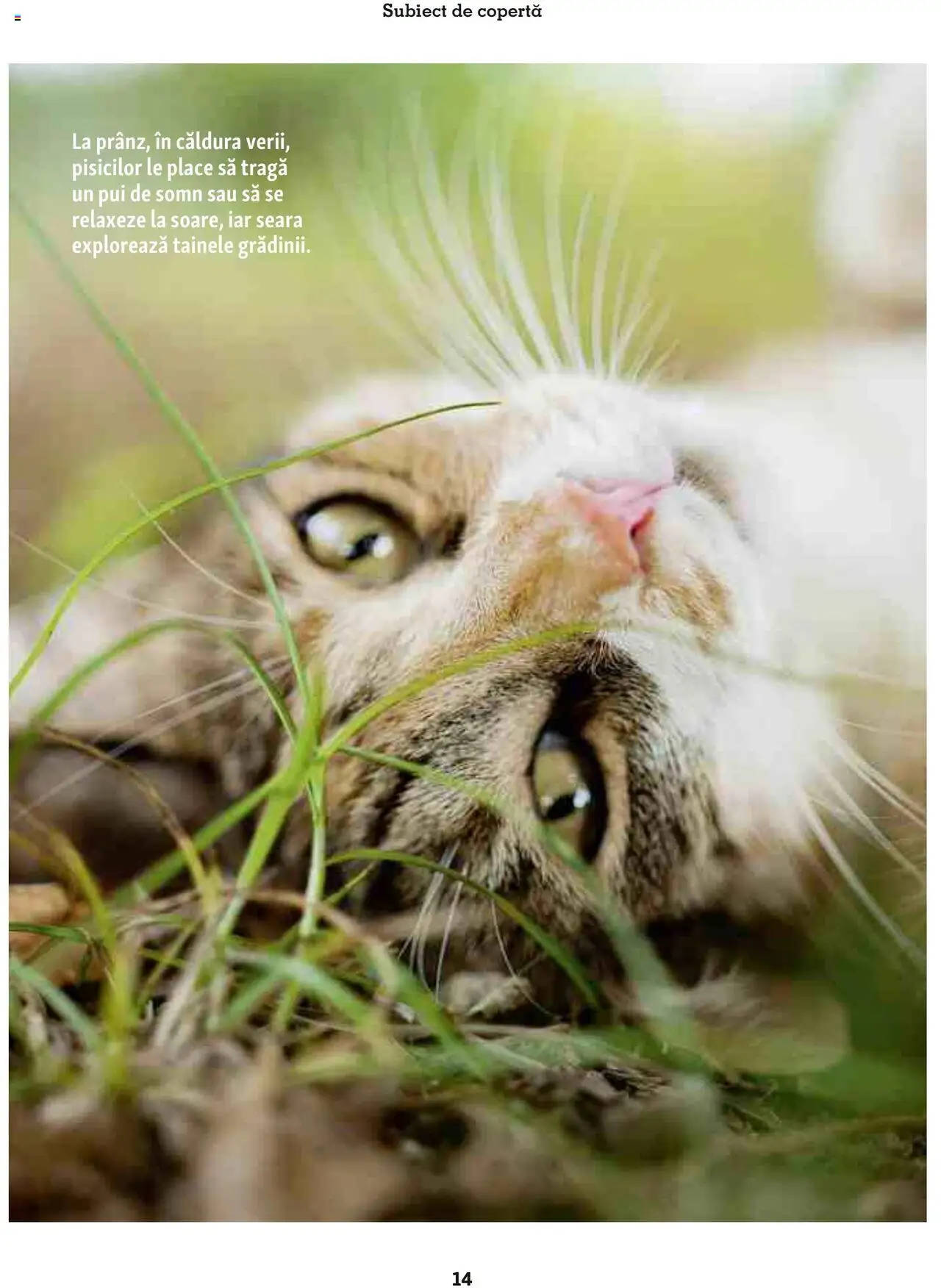 Catalog Fressnapf - Vară – valabil de la 05.05.2025 | Pagină: 14 | Produse: Hacıyatmaz Kedi Oyuncağı