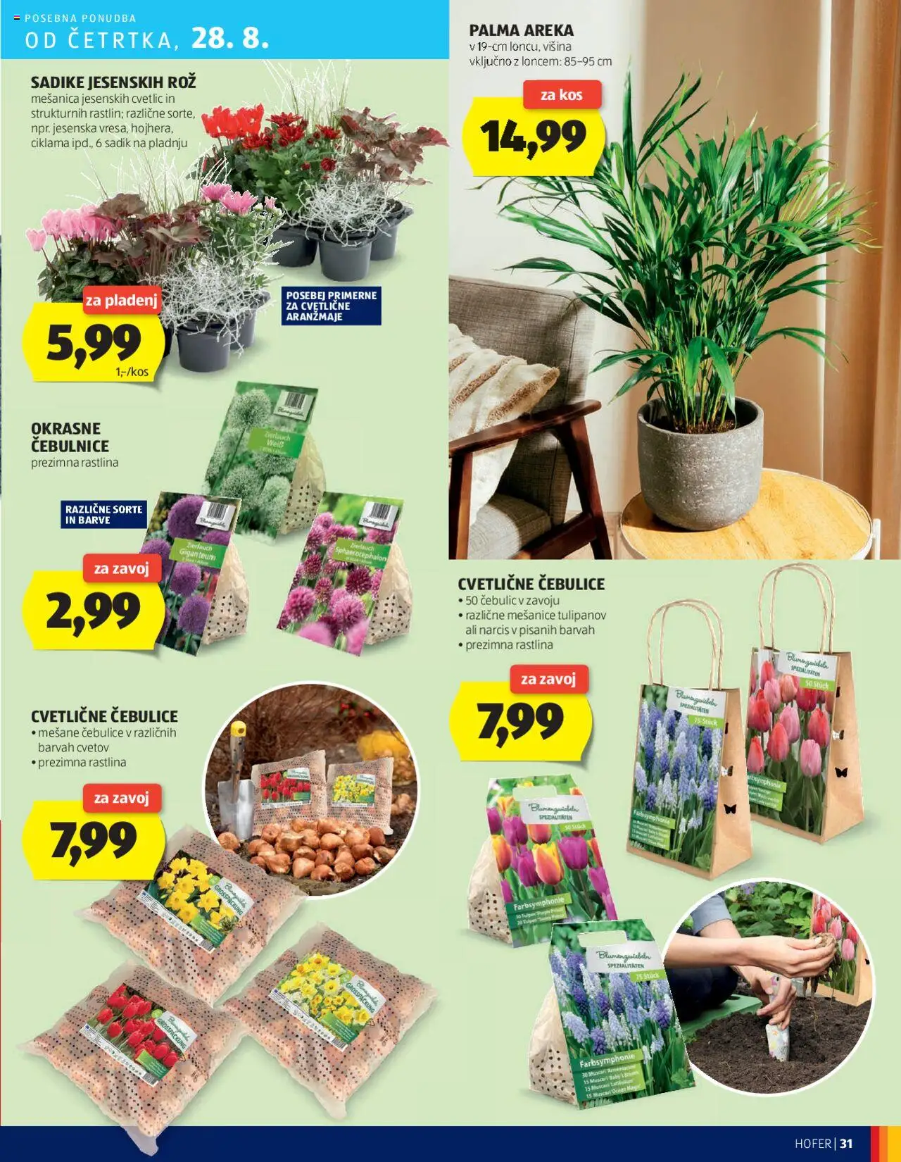 Hofer katalog │ velja od 21.08.2025 | Stran: 31 | Izdelki: Kos