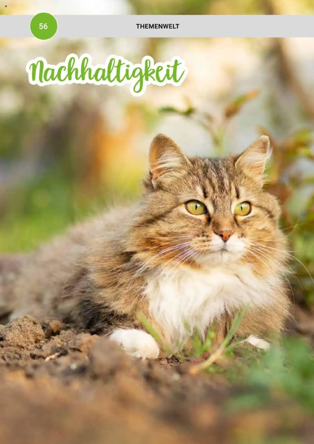zookauf Themenkatalog Katze – gültig ab 01.10.2025 | Seite: 56