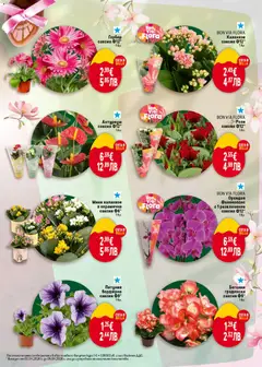 Преглед на BON VIA FLORA Орхидея Фаленопсис с 1 разклонение саксия Ф12*, Орхидея Фаленопсис с 1 разклонение саксия Ф12*, 1 бр. - Офертите са валидни от 02.04.2026 | Страница: 5 | Продукти: Орхидея, Саксия