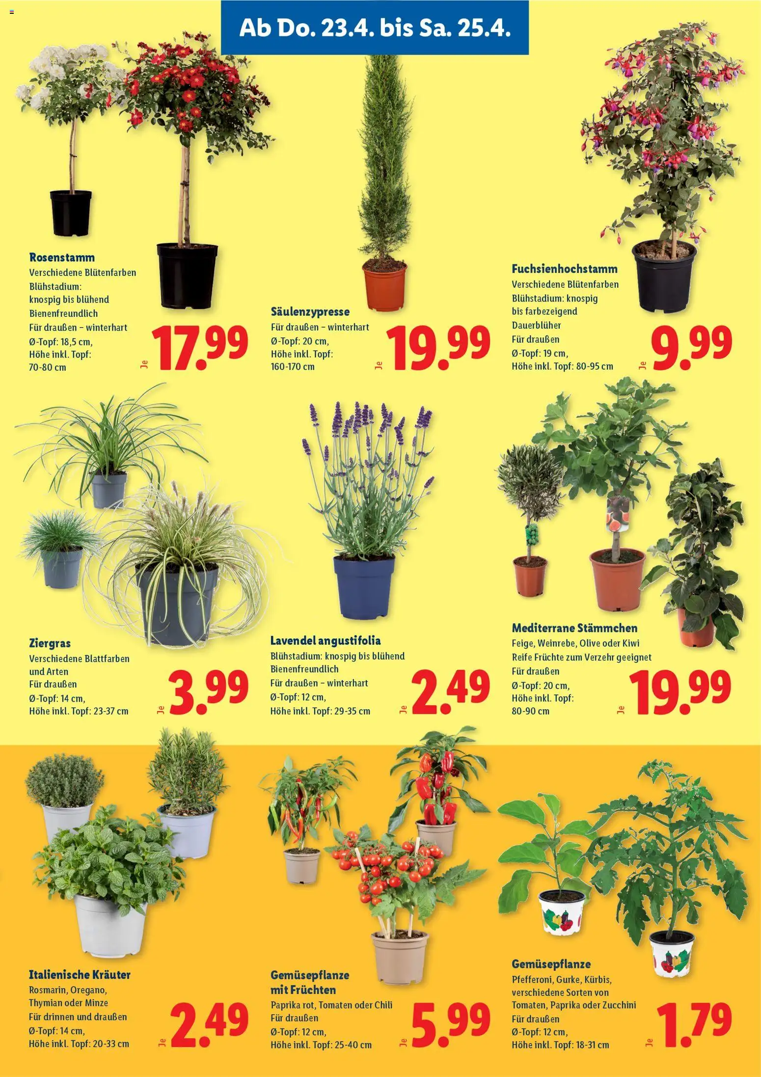 Lidl Das Beste für deinen Garten gültig ab 23.04.2026 | Seite: 3 | Produkte: Kiwi, Chili, Tomaten