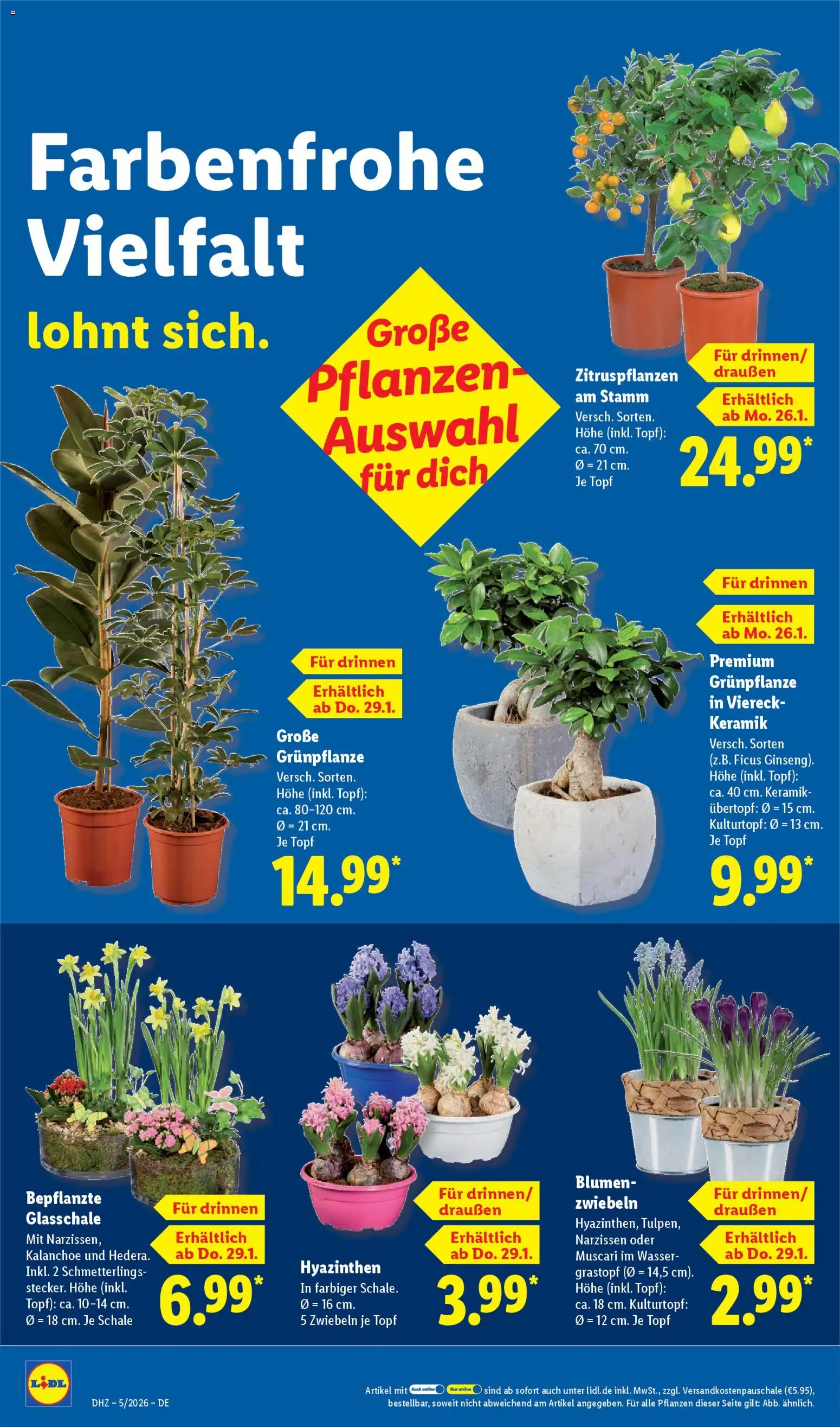 Lidl Prospekt Bestwig – gültig ab 26.01.2026 | Seite: 64 | Produkte: Blumen, Zwiebeln, Wasser