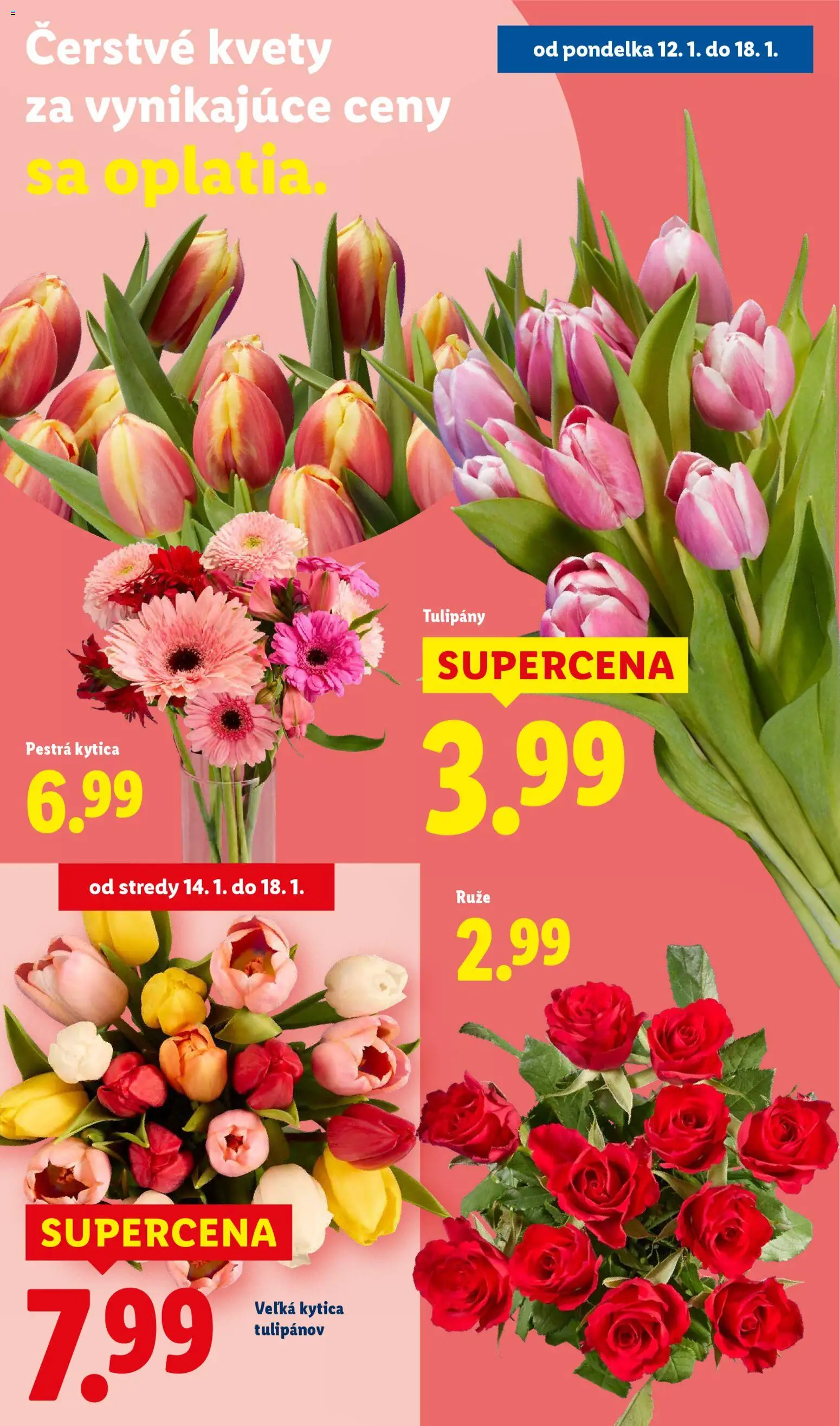 Nové Lidl akcie – leták je platný od 12.01.2026 | Strana: 34 | Produkty: Kvety, Tulipány, Ruže