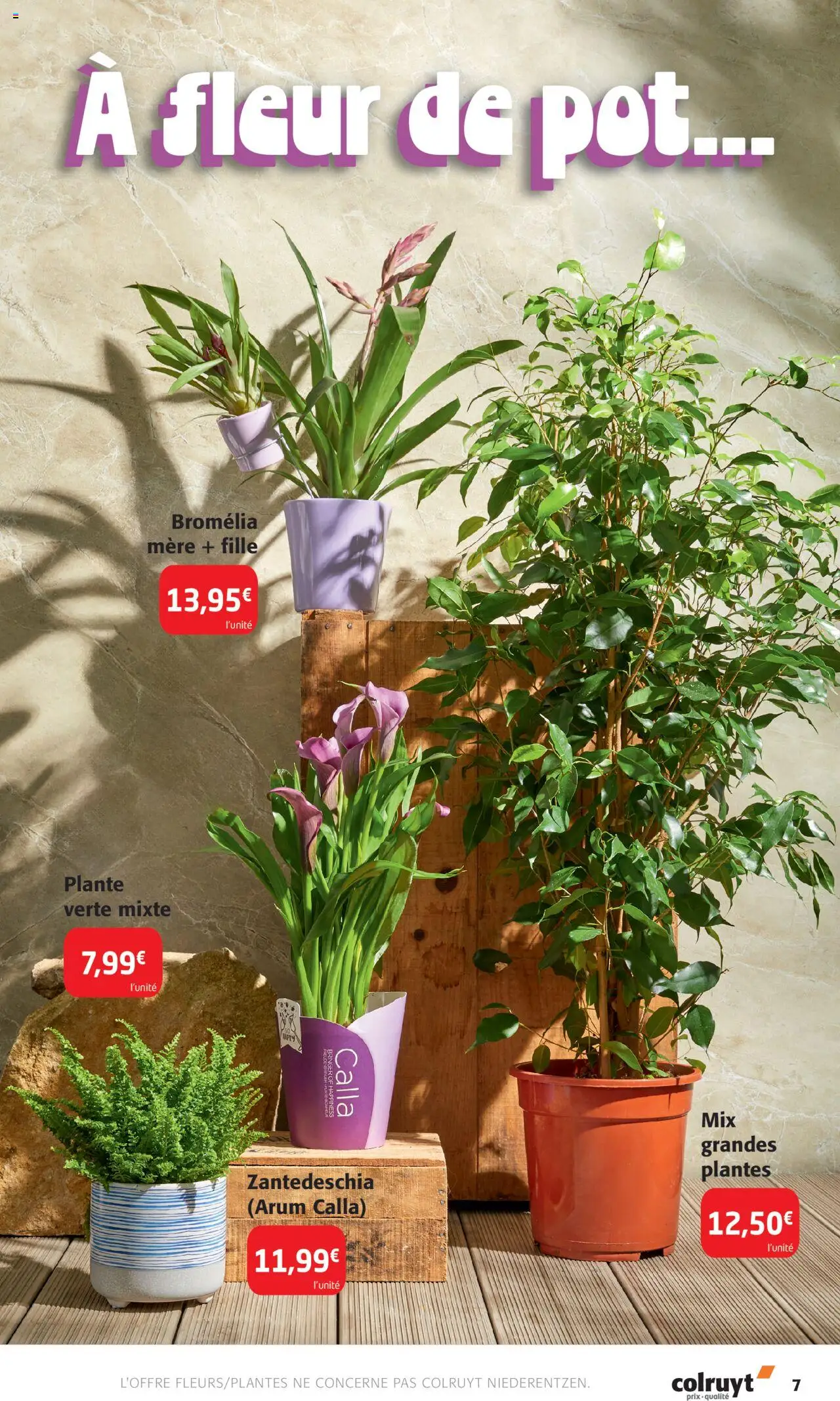  | Page: 7 | Produits: Plantes, Plante verte