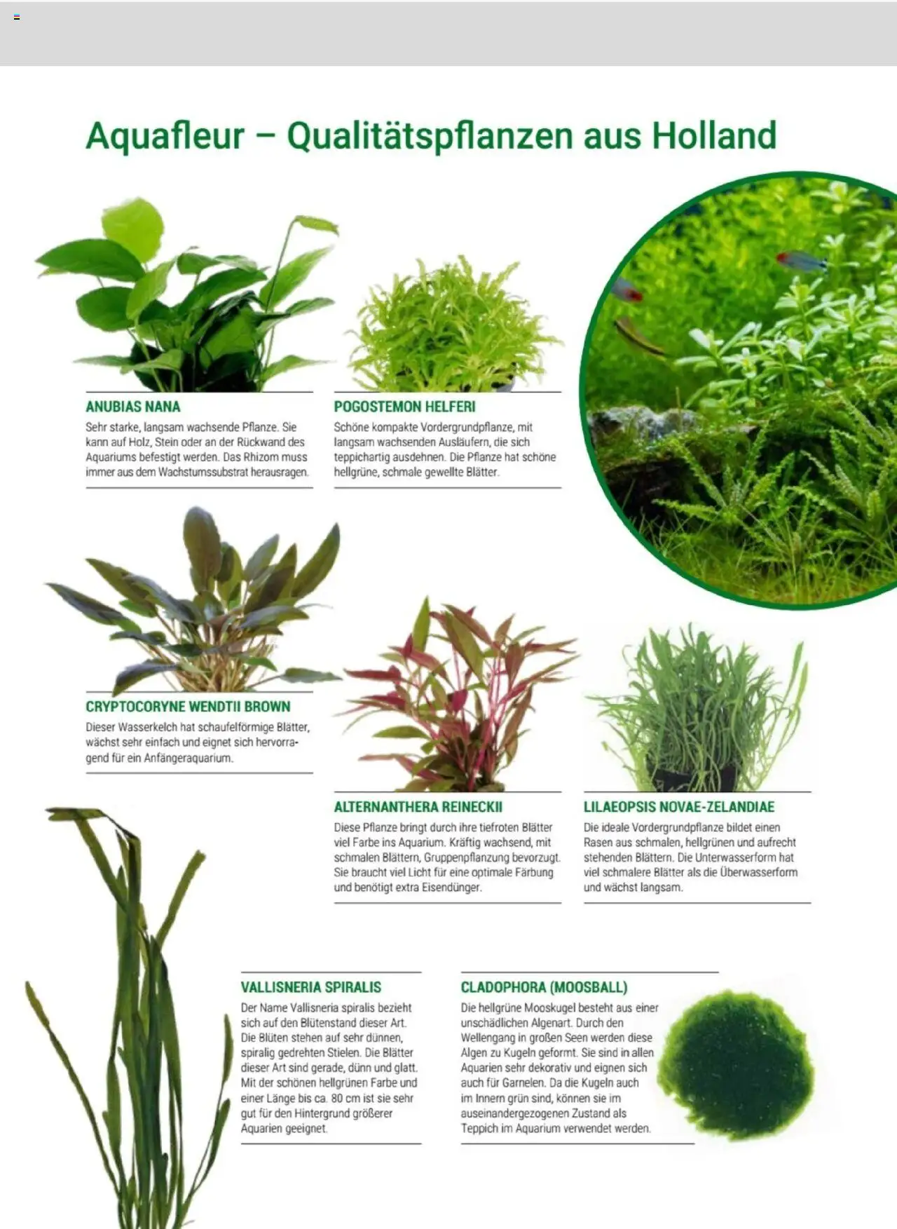 zookauf Themenkatalog Aquaristik – gültig ab 01.10.2025 | Seite: 31 | Produkte: Teppich