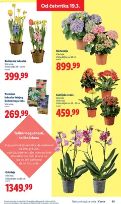 Orhideja, Više boja, visina biljke cca 65 cm - pregled Lidl kataloga - važi od 26.02.2026 | Strana: 69 | Proizvode: Orhideja, Cvece