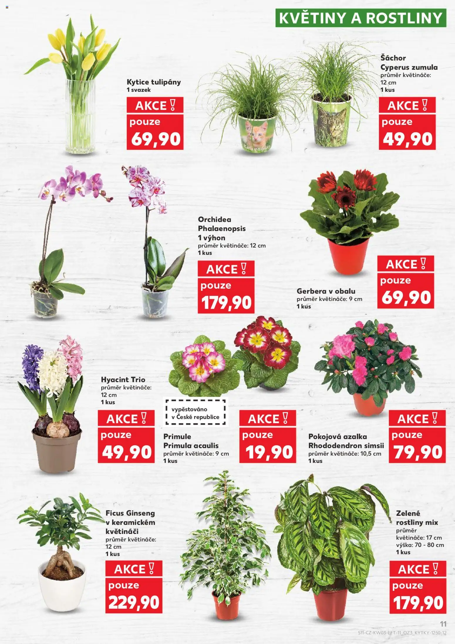 Kaufland leták - Ostrava od 14.01.2026 | Strana: 11 | Produkty: Květináče, Rostliny, Kytice, Květiny