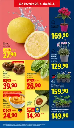 Náhled letáku Rajčata tmavá, 300 g - balení od 23.04.2026 | Strana: 9 | Produkty: Muškáty, Salátová srdíčka, Rajčata, Avokádo