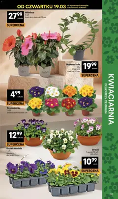 Pogląd oferty "Delikatesy Centrum gazetka" - ważna od 19.03.2026 | Strona: 37 | Produkty: Bratki, Delikatesy, Doniczki