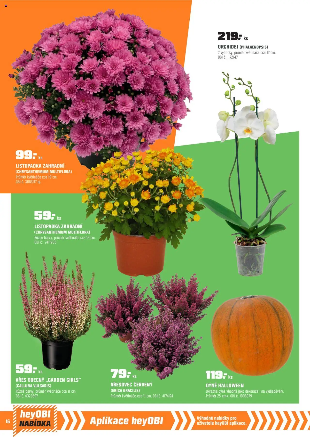 OBI leták - Karlovy Vary, Mladá Boleslav, Králův Dvůr od 01.10.2025 | Strana: 16 | Produkty: Vřes, Orchidej, Dýně, Dekorace