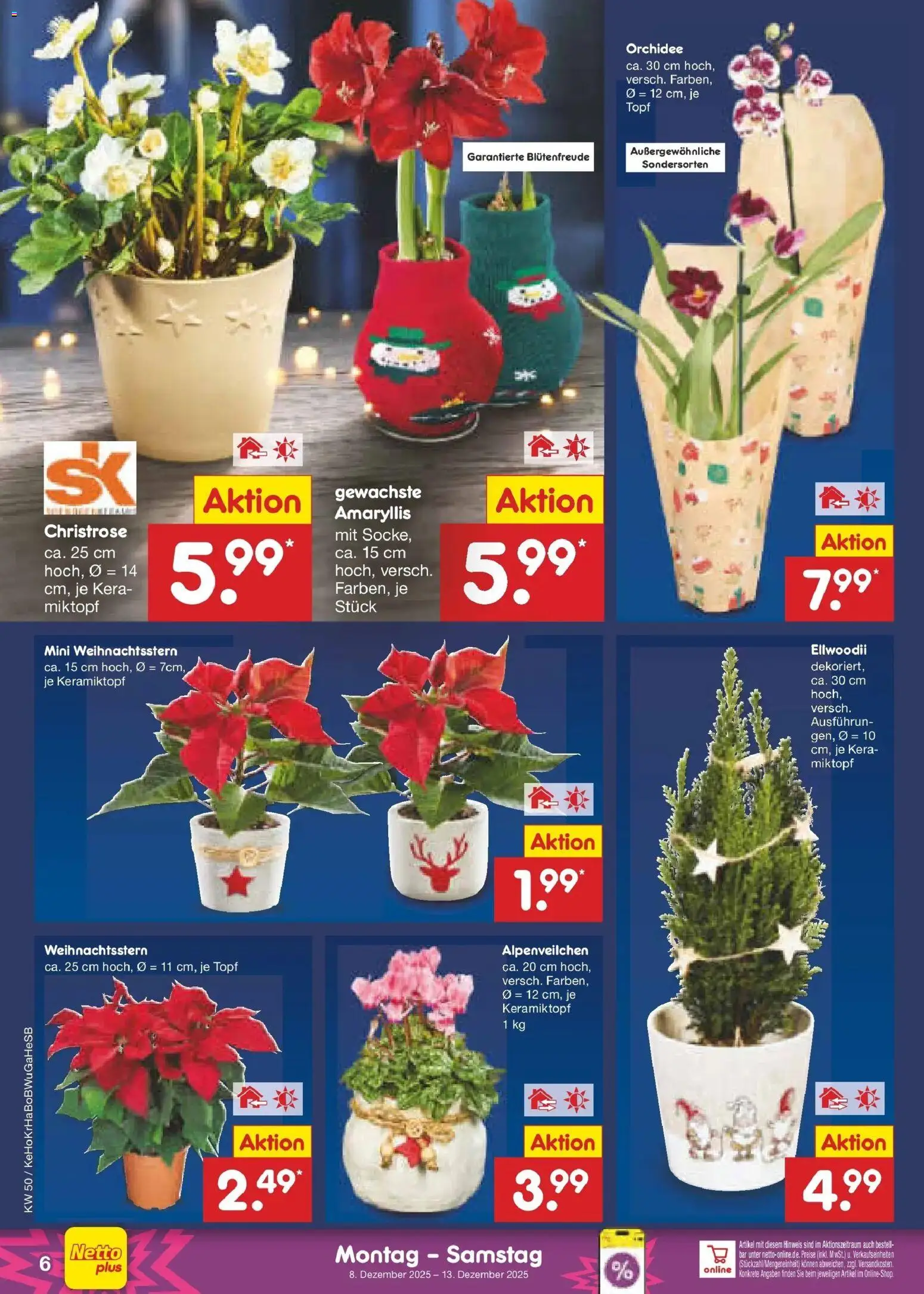 Netto Marken-Discount prospekt Stemwede-Dielingen	 – gültig ab 08.12.2025 | Seite: 6 | Produkte: Orchidee