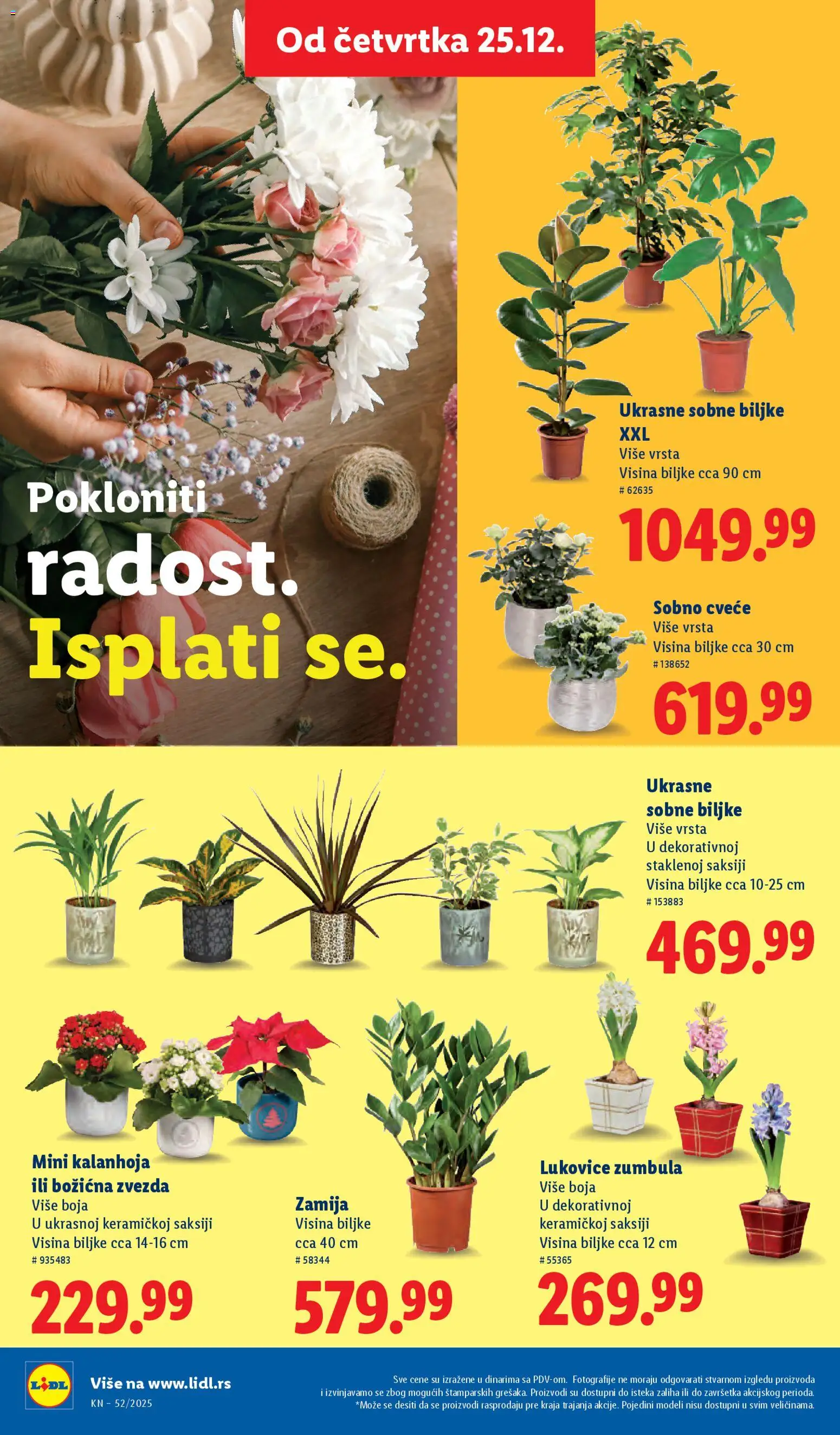 Lidl katalog - važi od 25.12.2025 | Strana: 50 | Proizvode: Kalanhoja, Sobne biljke, Cvece