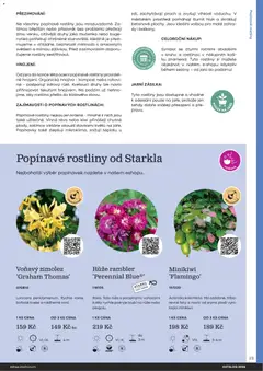 Náhled letáku Starkl katalog od 25.02.2026 | Strana: 23 | Produkty: Kiwi, Rostliny