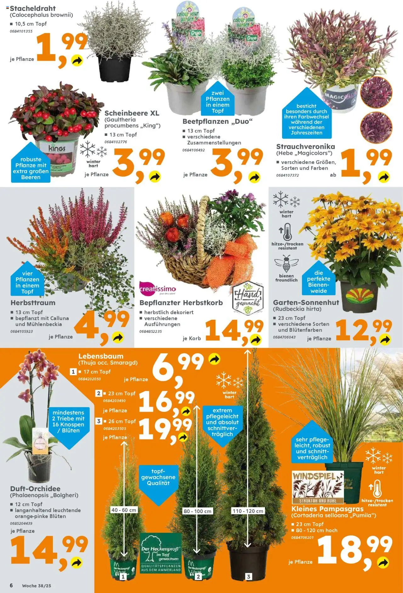 Globus Baumarkt Prospekt 	 – gültig ab 15.09.2025 | Seite: 6 | Produkte: Korb
