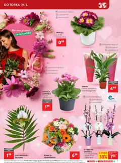 Spar katalog akcije – veljaven od 11.02.2026 | Stran: 7 | Izdelki: Šopek