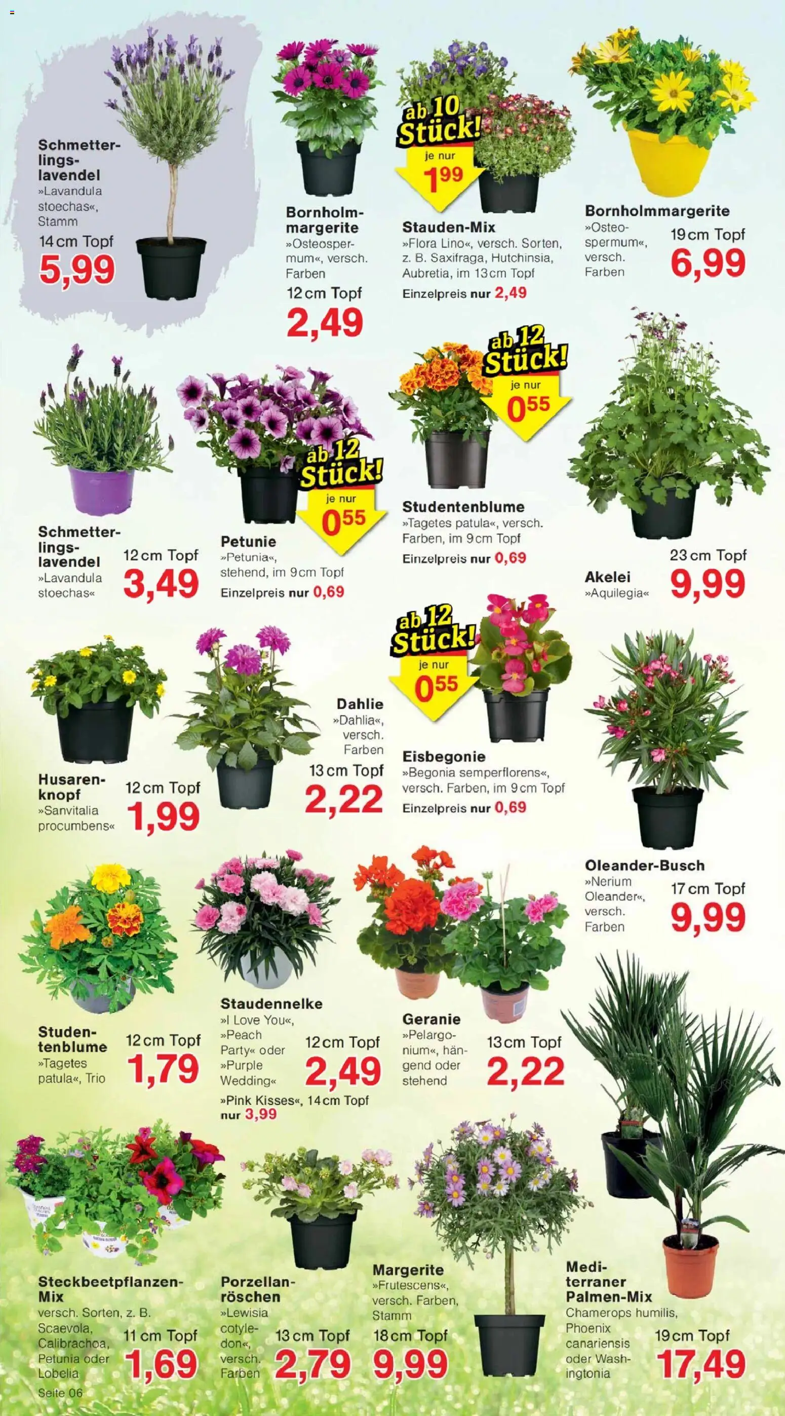 Jawoll Prospekt – gültig ab 27.04.2026 | Seite: 6 | Produkte: Top, Lavendel