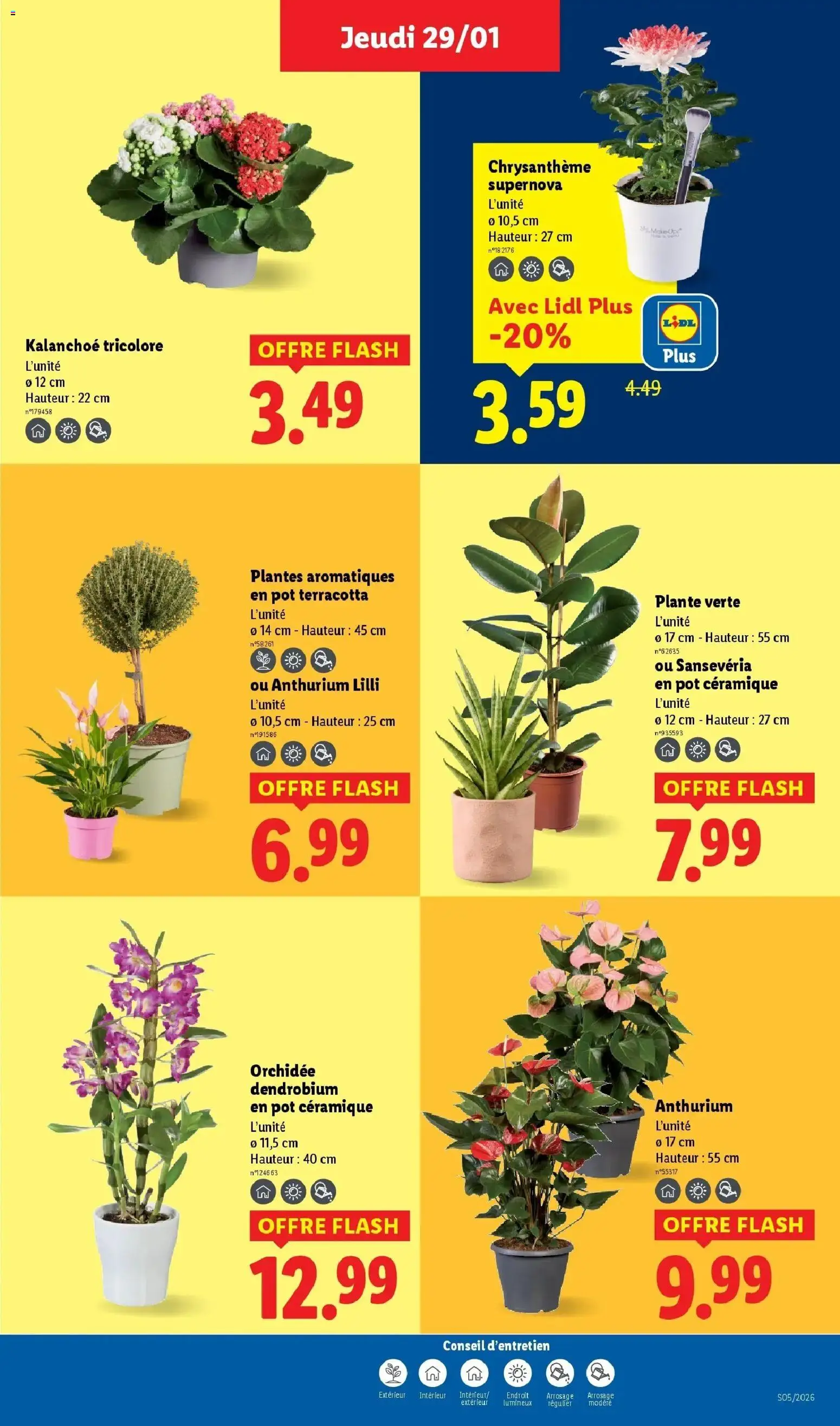 Catalogue LIDL du 28/01/2026 | Promo prospectus en ligne | Page: 29 | Produits: Plantes, Chrysanthème, Plante verte, Orchidée