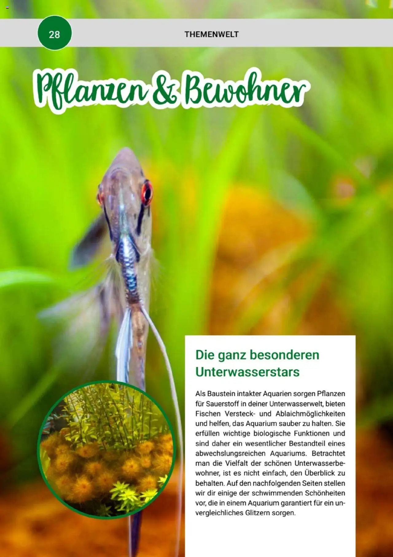 zookauf Themenkatalog Aquaristik – gültig ab 01.10.2025 | Seite: 28
