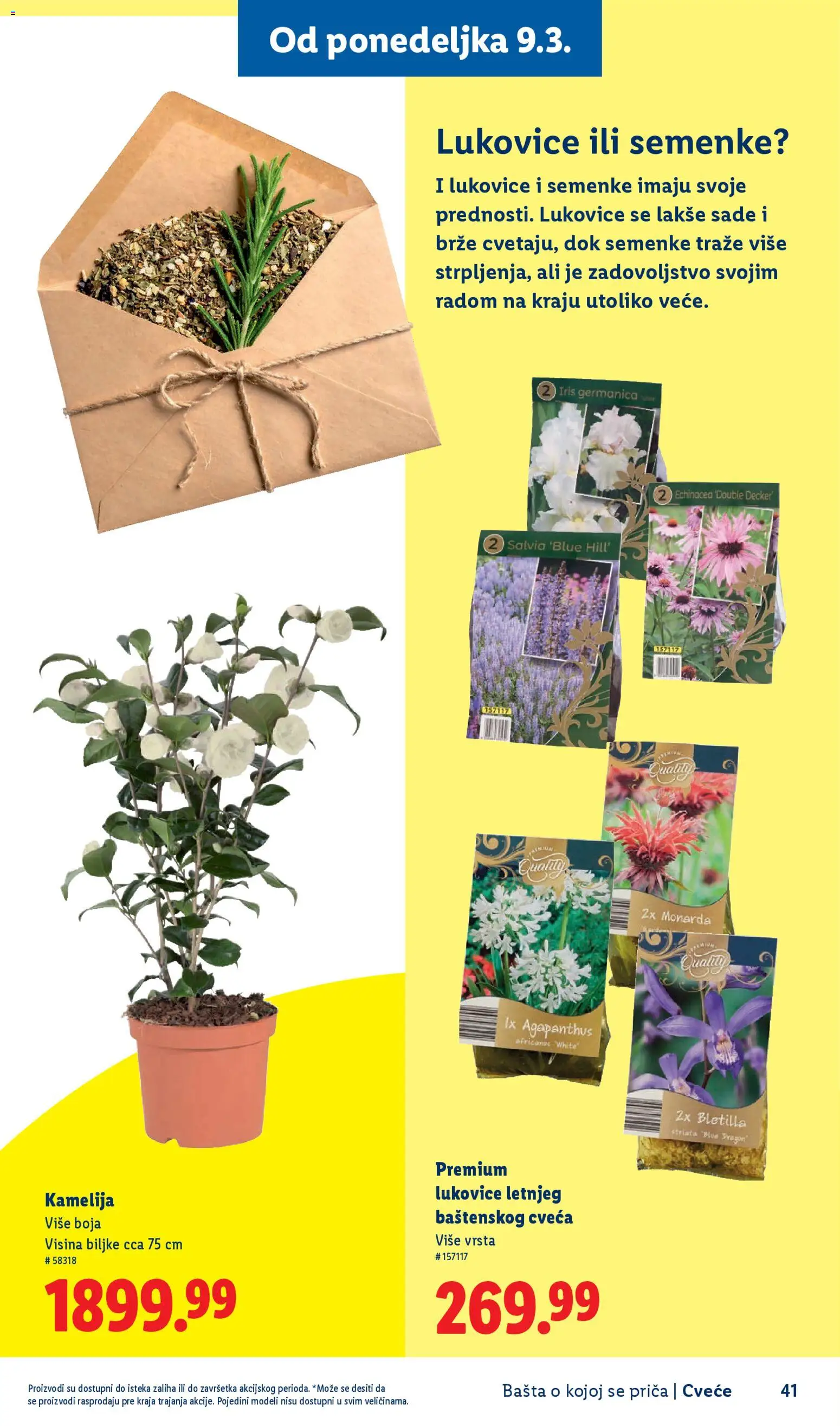 Lidl katalog - važi od 26.02.2026 | Strana: 41 | Proizvode: Cvece