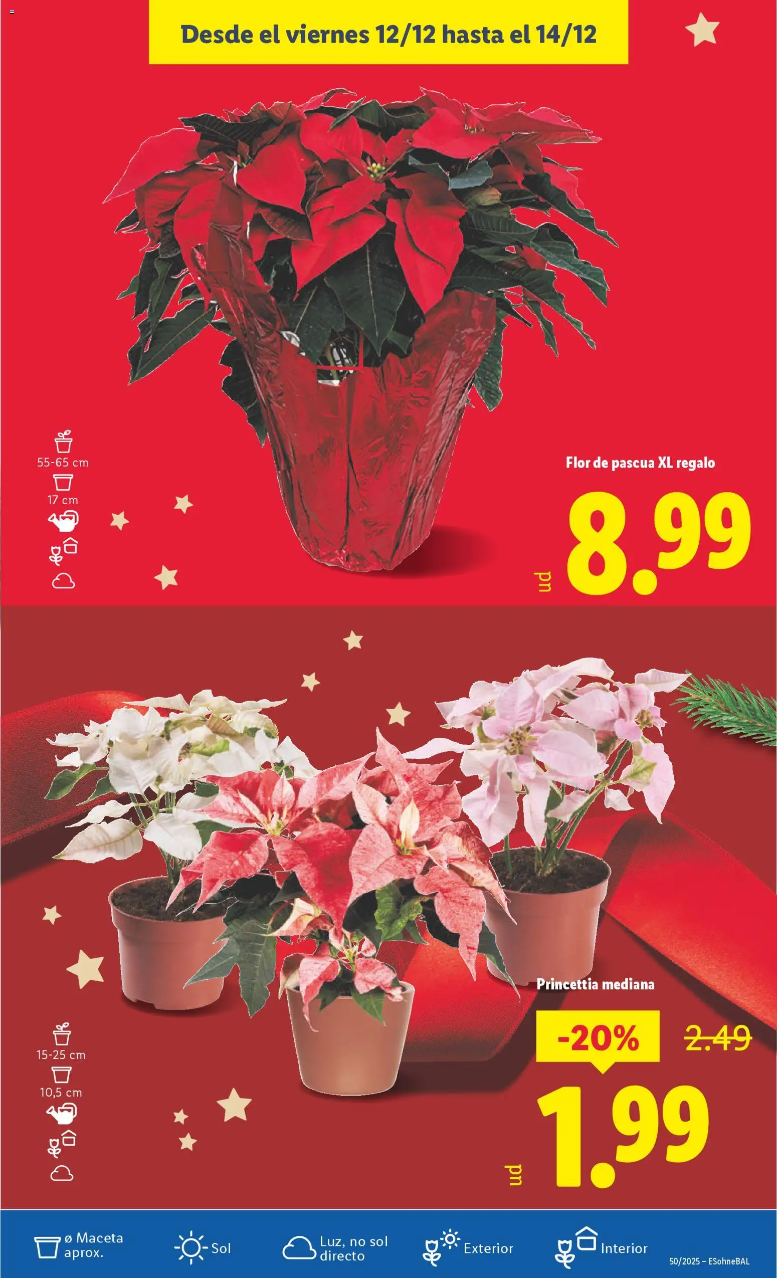 Lidl folleto │ válido desde el 08.12.2025 | Página: 53 | Productos: Maceta
