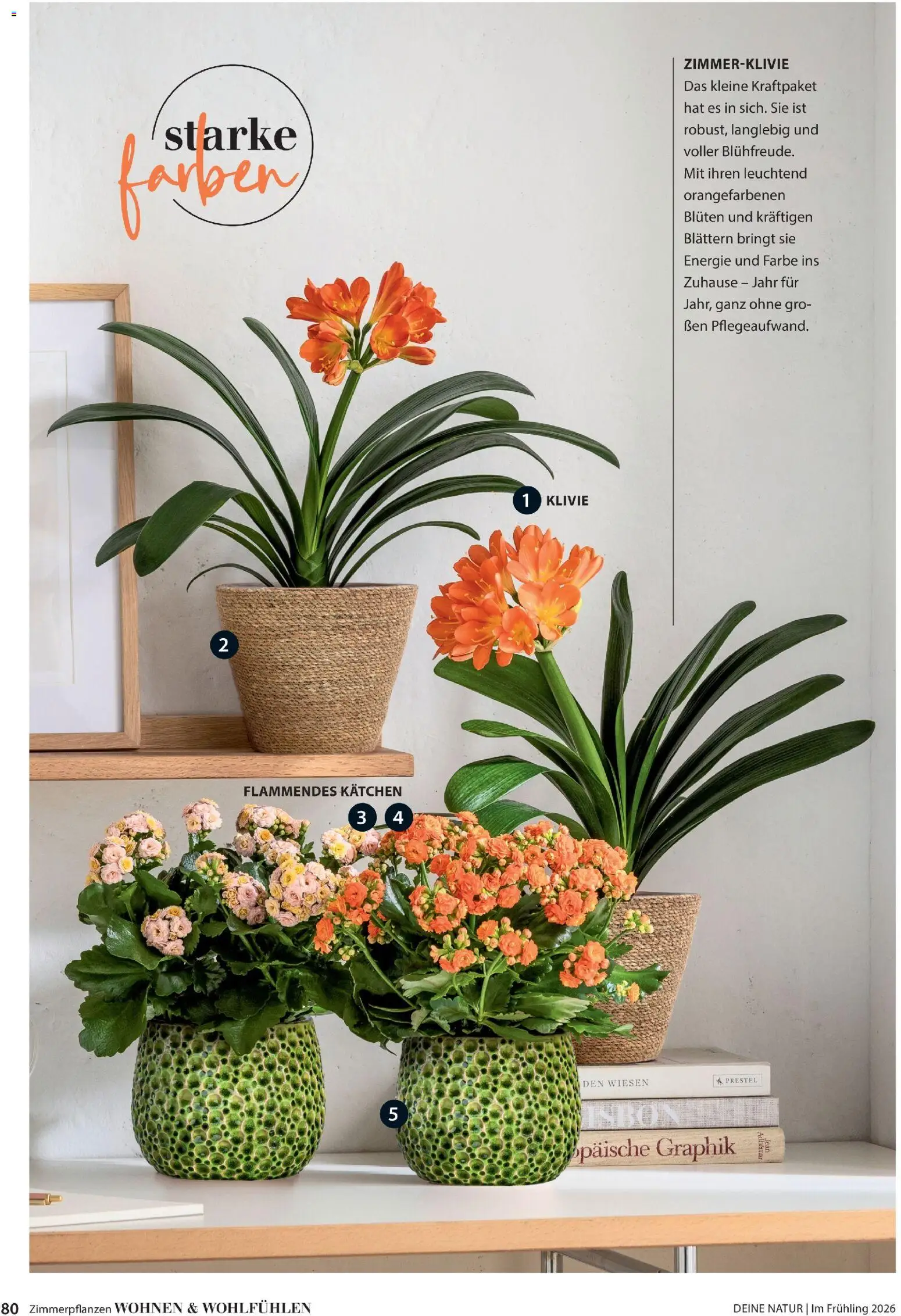 Dehner Flugblatt gültig ab 05.03.2026 | Seite: 80