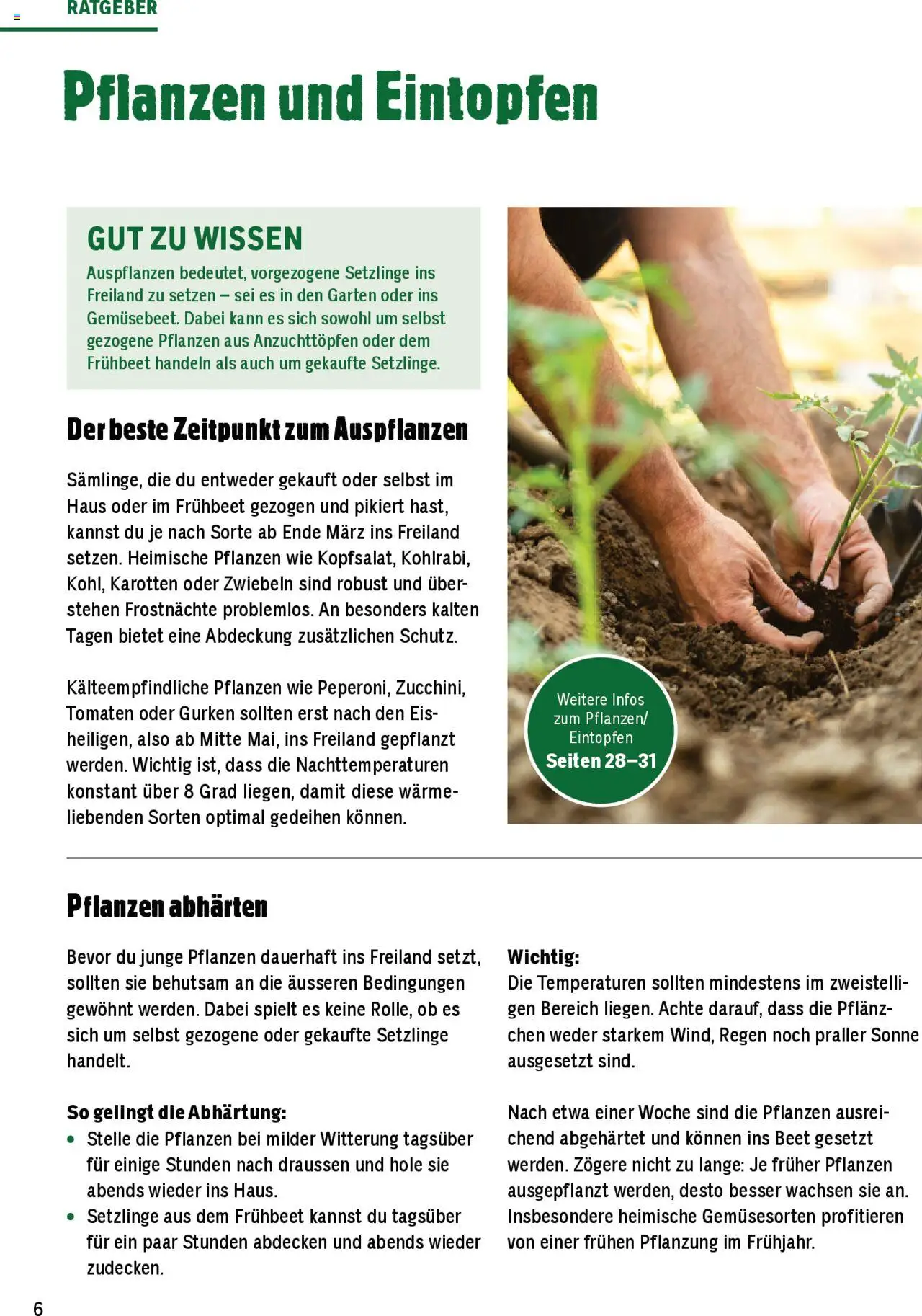 Jumbo Aktionen Dein Garten 2025 ab 21.02.2025 | Seite: 6 | Produkte: Tomaten, Gurken, Eis, Zwiebeln