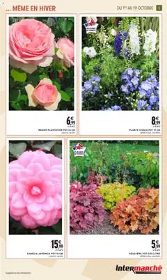 Intermarché - Prévisualisation de Intermarché - Jardin d'automne valide à partir de 30.09.2025 | Page: 5 | Produits: Camelia, Rosier