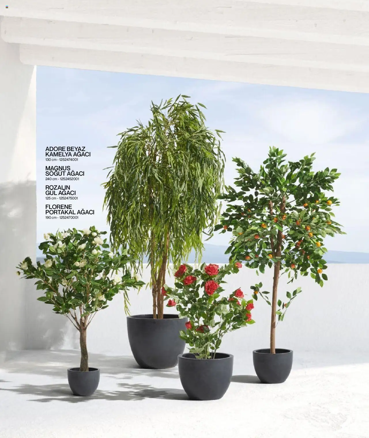 Mudo Katalog - BAHÇE 2025 - 04.06.2025 tarihinden itibaren geçerlidir | Sayfa: 168 | Ürünler: Gül, Portakal