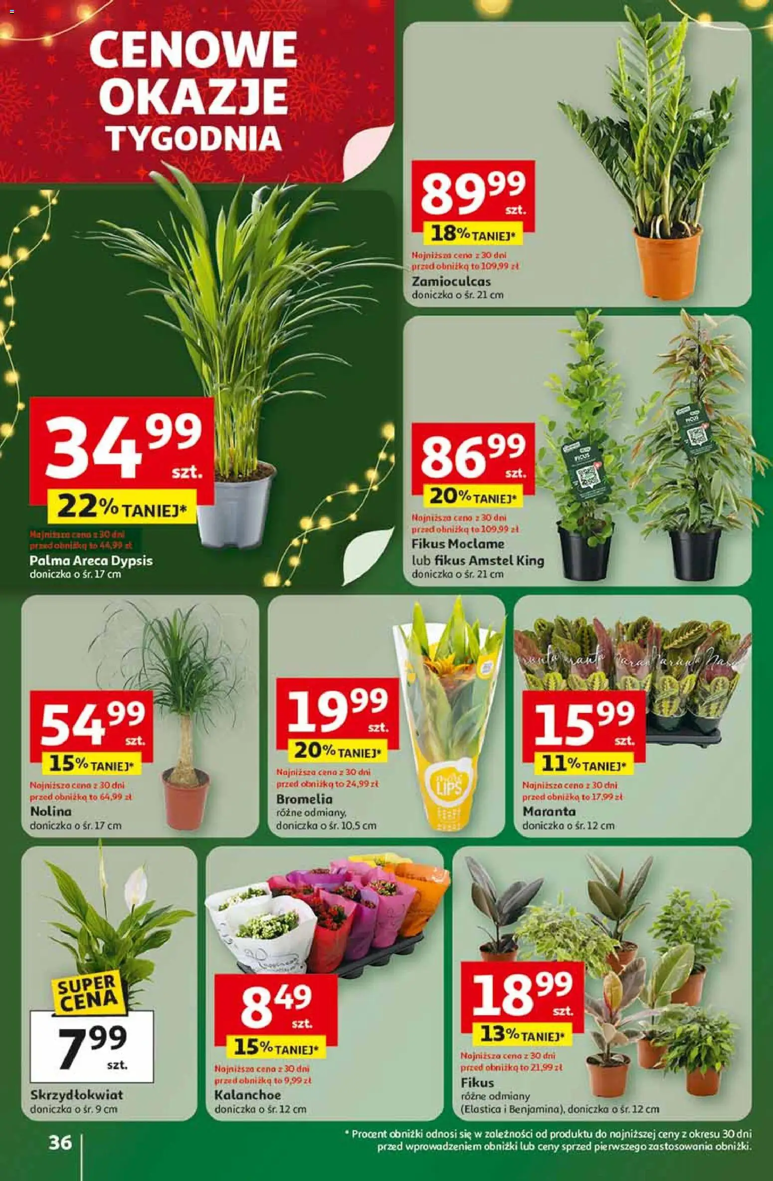 Auchan Black Friday od 13.11.2025 | Strona: 36 | Produkty: Doniczka, Zamioculcas, Kalanchoe, Fikus