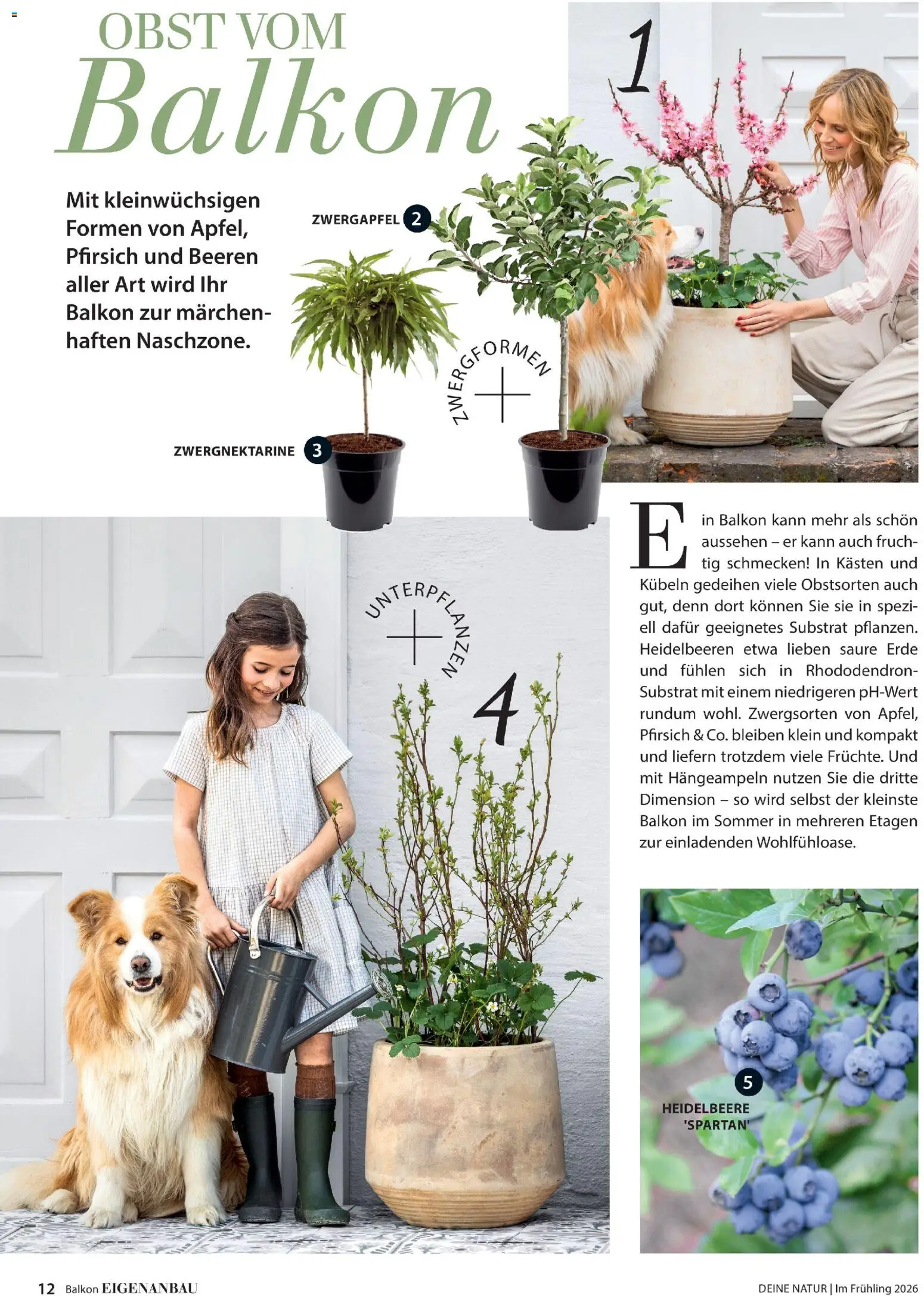 Dehner Flugblatt gültig ab 05.03.2026 | Seite: 12 | Produkte: Obst, Pfirsich