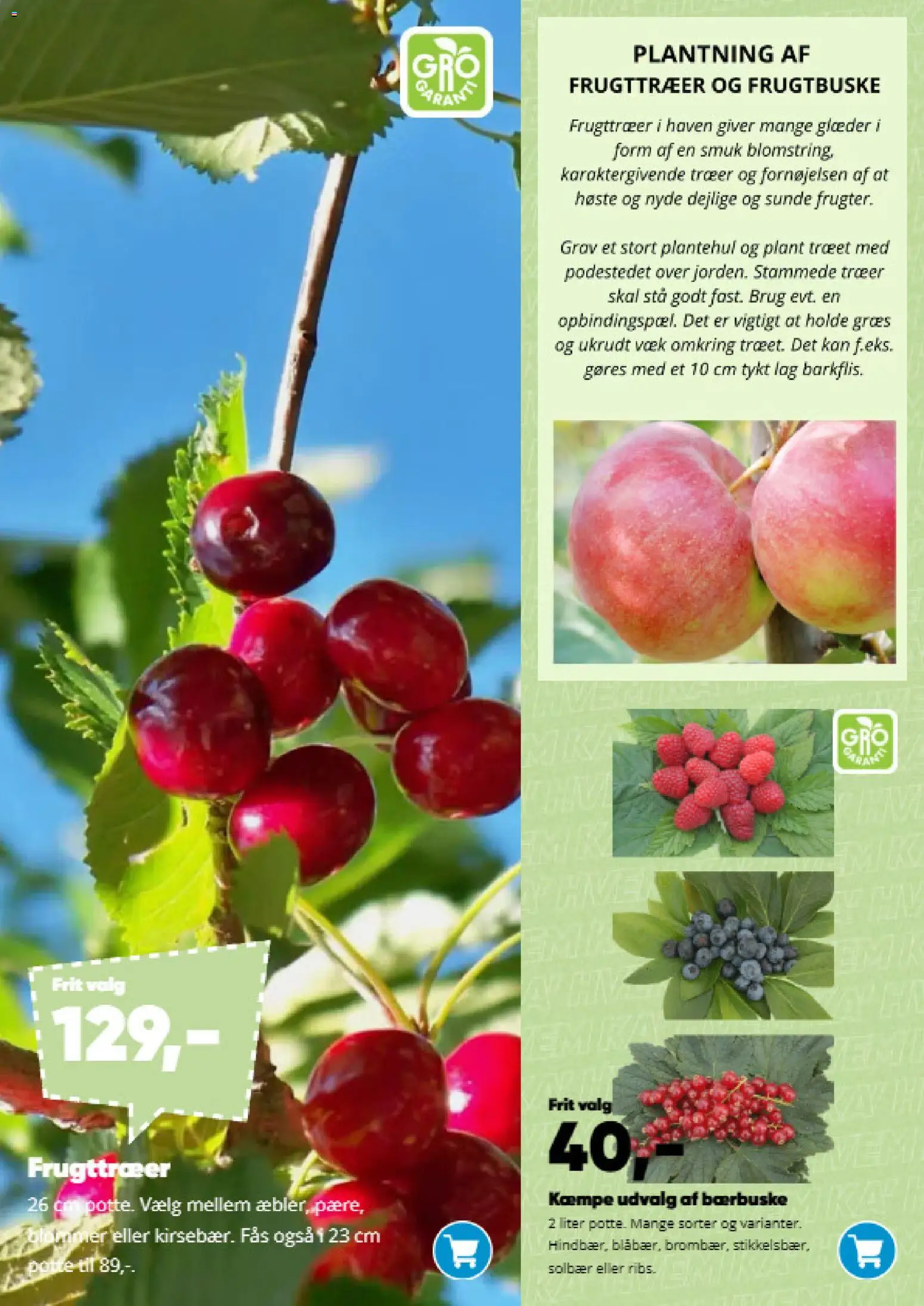 Bilka tilbudsavis – gyldig fra 09.03.2026 | Side: 10 | Produkter: Blommer, Solbær