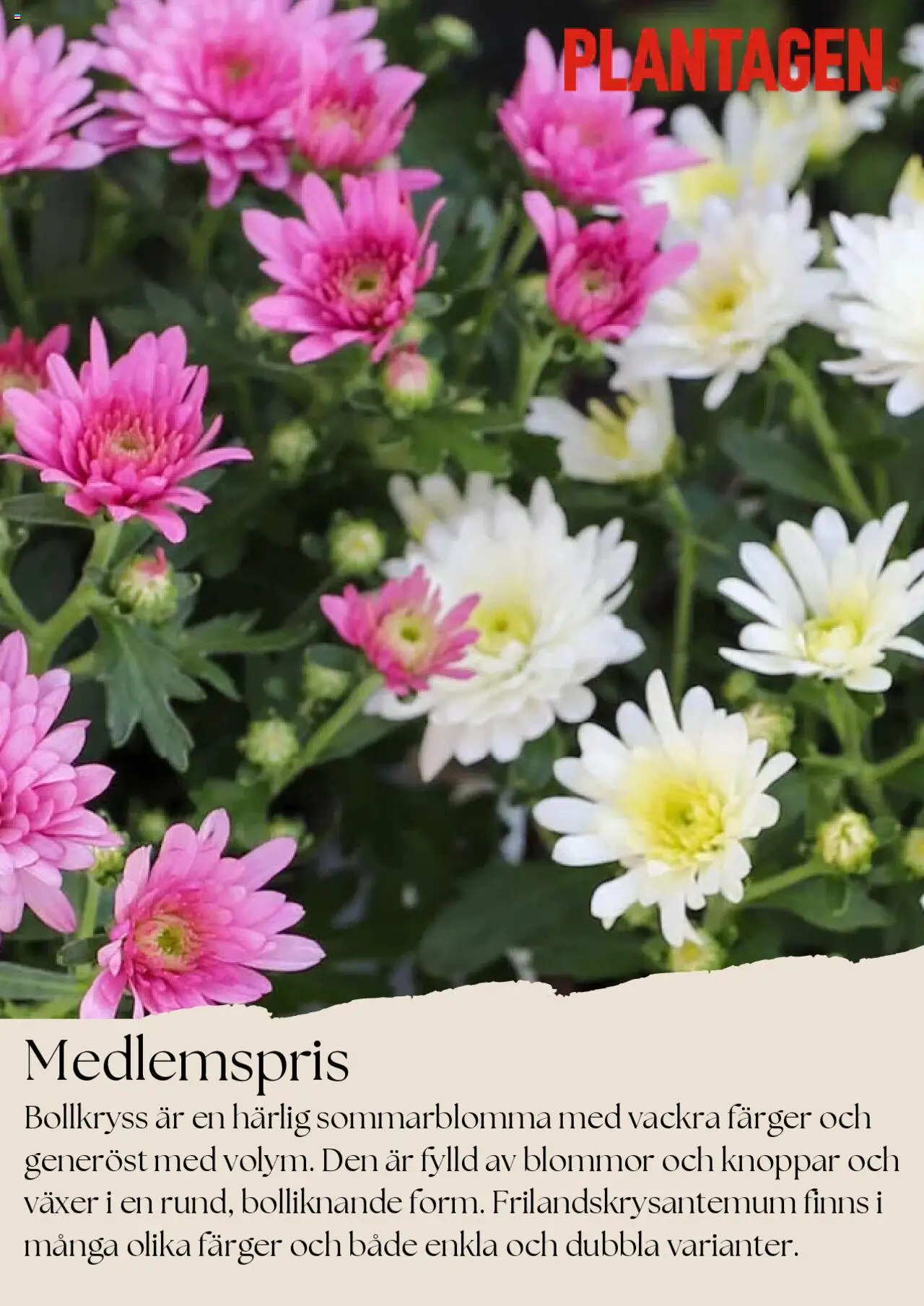 Plantagen reklamblad aktuell från 01.08.2025 | Sida: 1