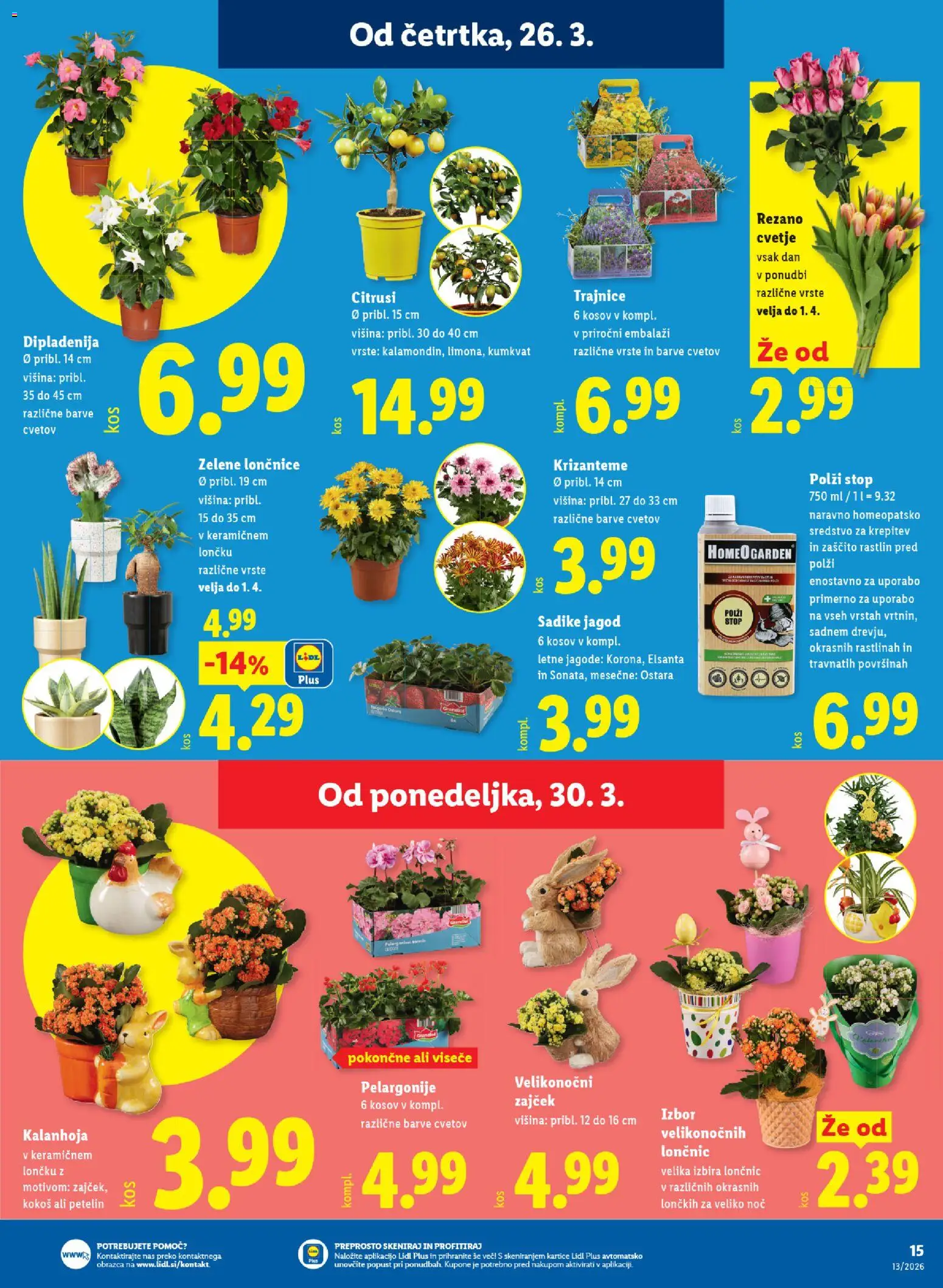 Novi Lidl katalog ponudbe – veljaven od 26.03.2026 | Stran: 25 | Izdelki: Lončnice, Cvetje, Jagode