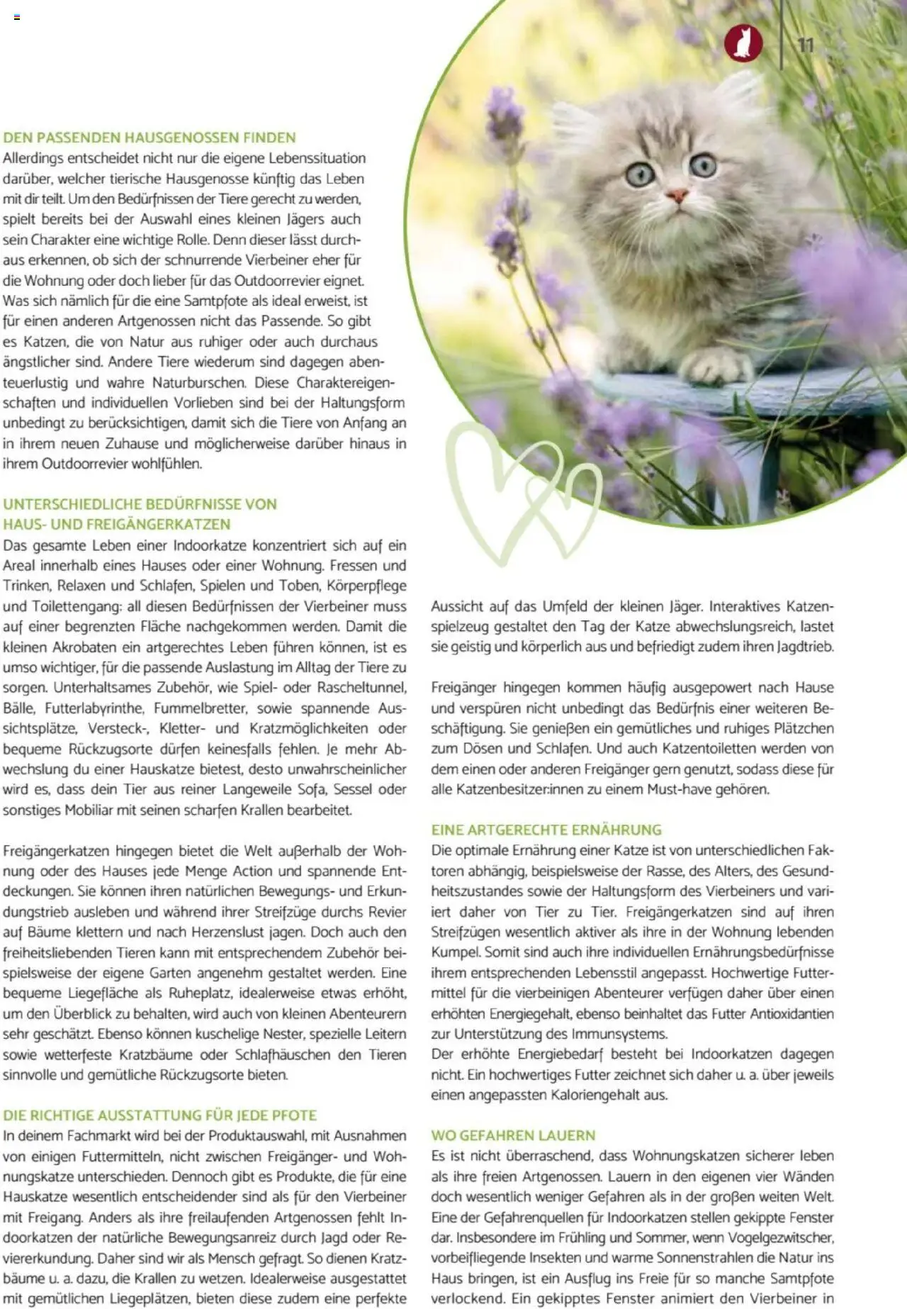 zookauf  Heimtier Journal - gültig ab dem 21.07.2025 | Seite: 11 | Produkte: Spiel, Sessel