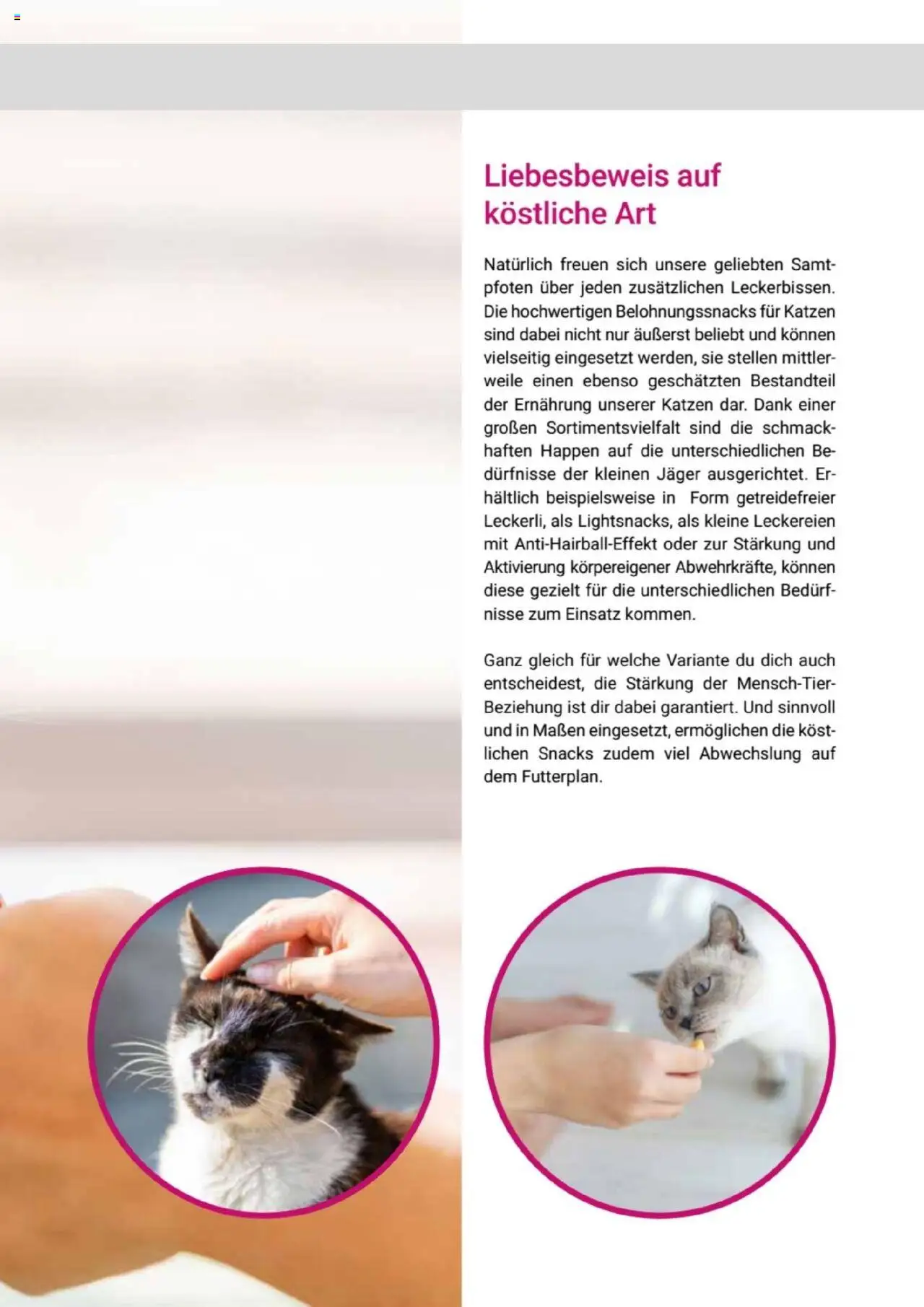 zookauf Themenkatalog Katze – gültig ab 01.10.2025 | Seite: 53