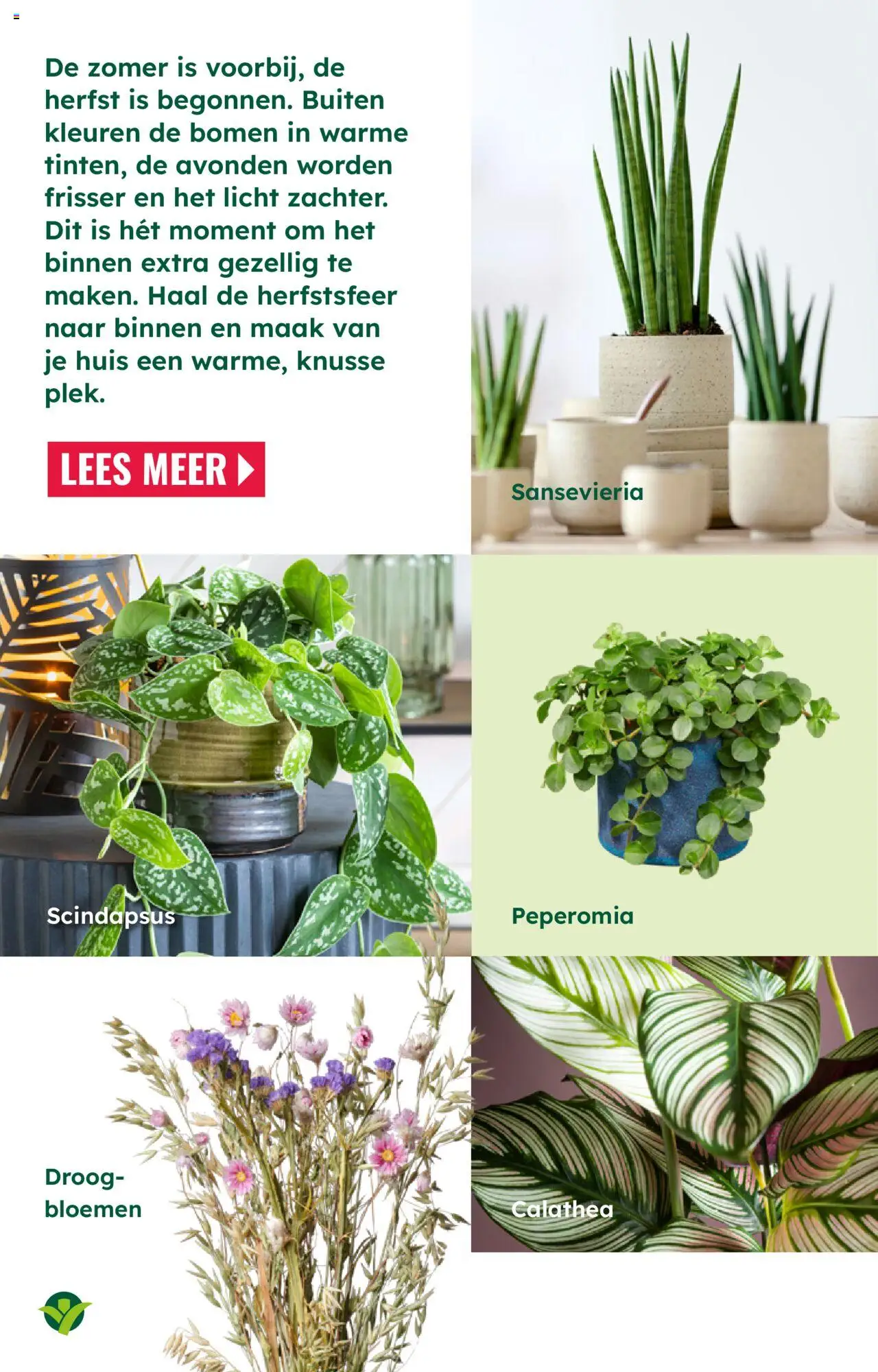  | Pagina: 7 | Producten: Bloemen