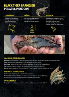 Metro Garnelen Folder ab 27.11.2025 gültig | Seite: 8 | Produkte: Pasta