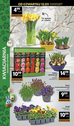 Pogląd oferty "Delikatesy Centrum gazetka" - ważna od 12.03.2026 | Strona: 6 | Produkty: Bratki, Delikatesy, Rosliny, Doniczki