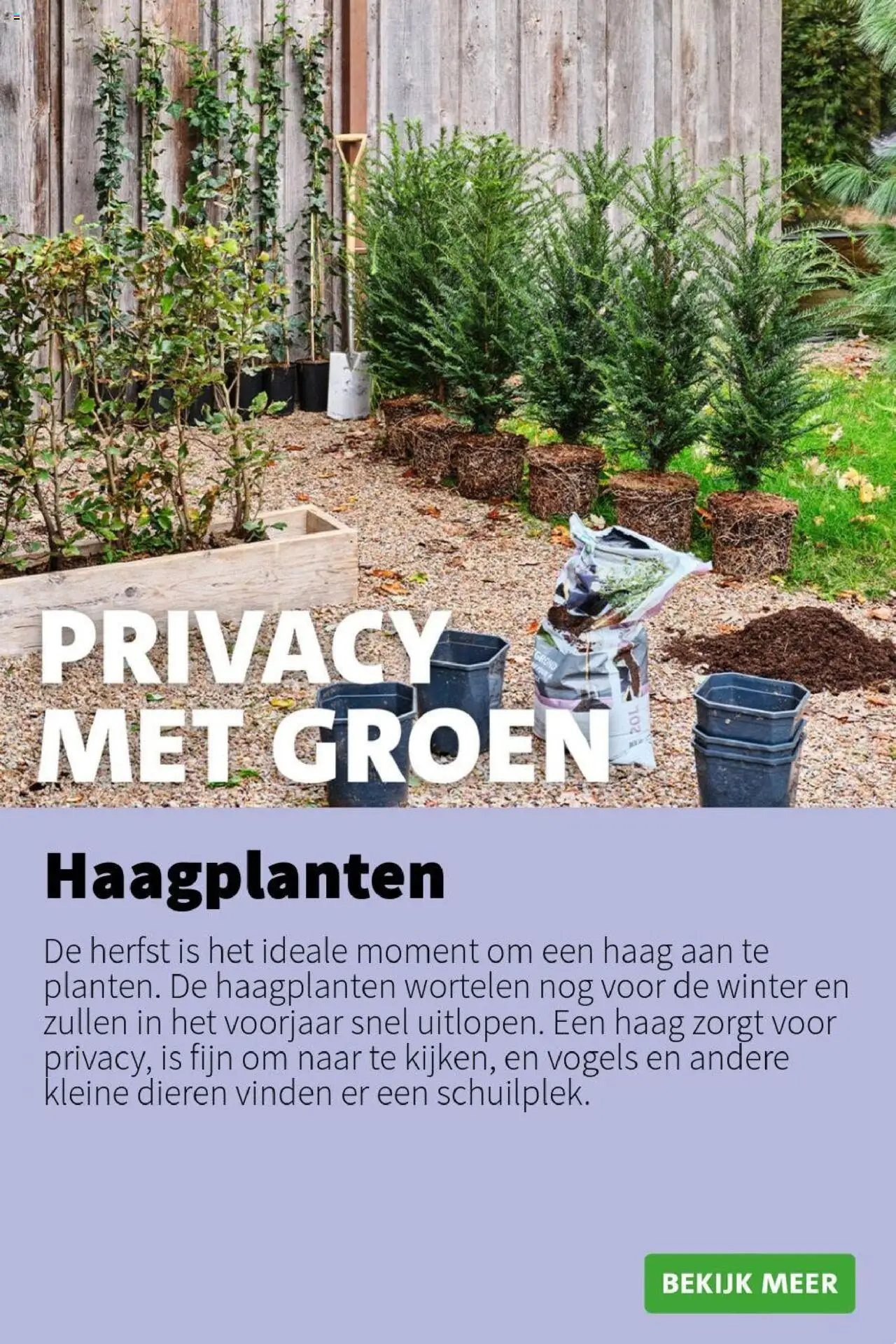 {H1} | Pagina: 11 | Producten: Wortelen