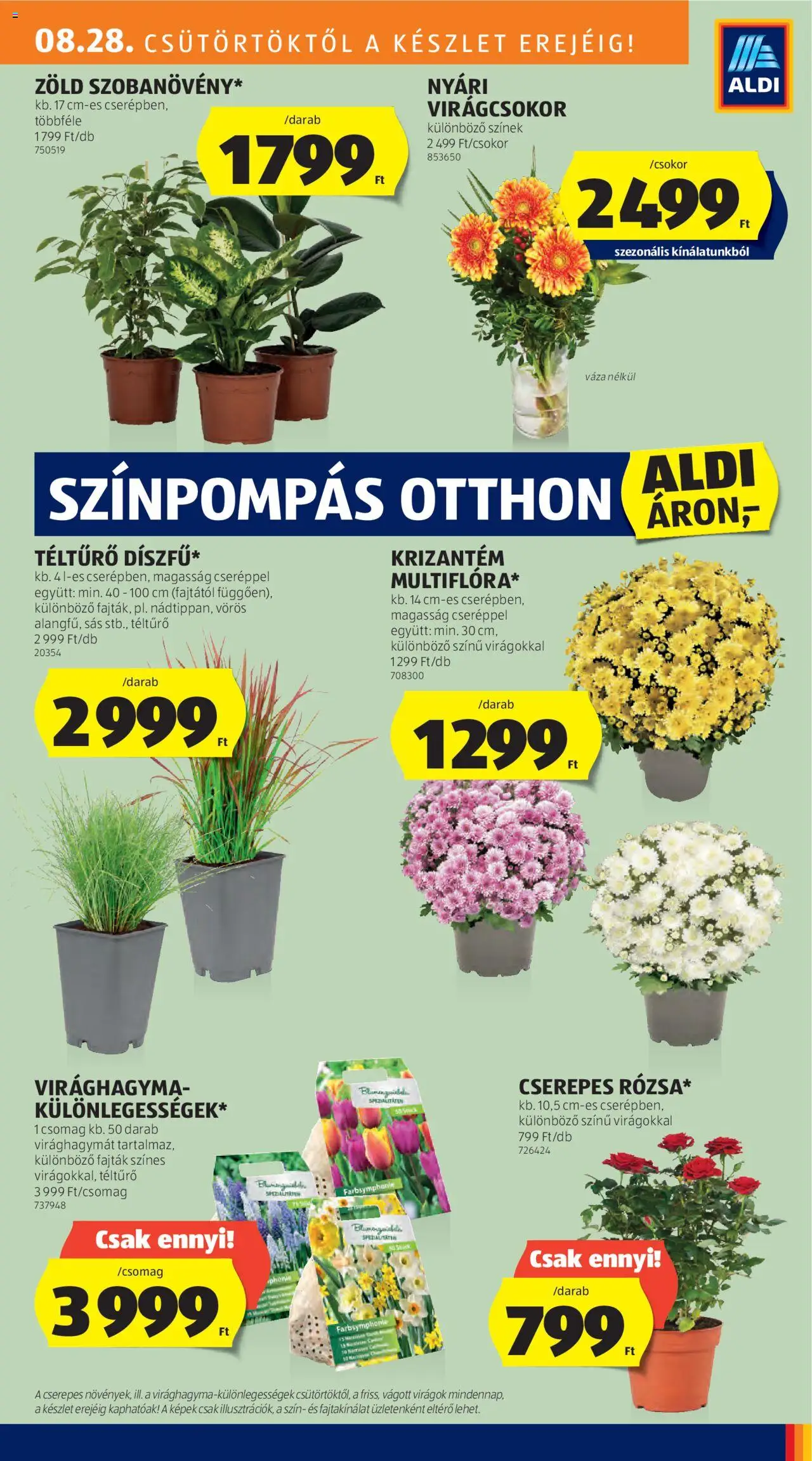 Aldi akciós ujság - amely érvényes a következő dátumtól: 28.08.2025 | Oldal: 17 | Termékek: Virágok, Váza