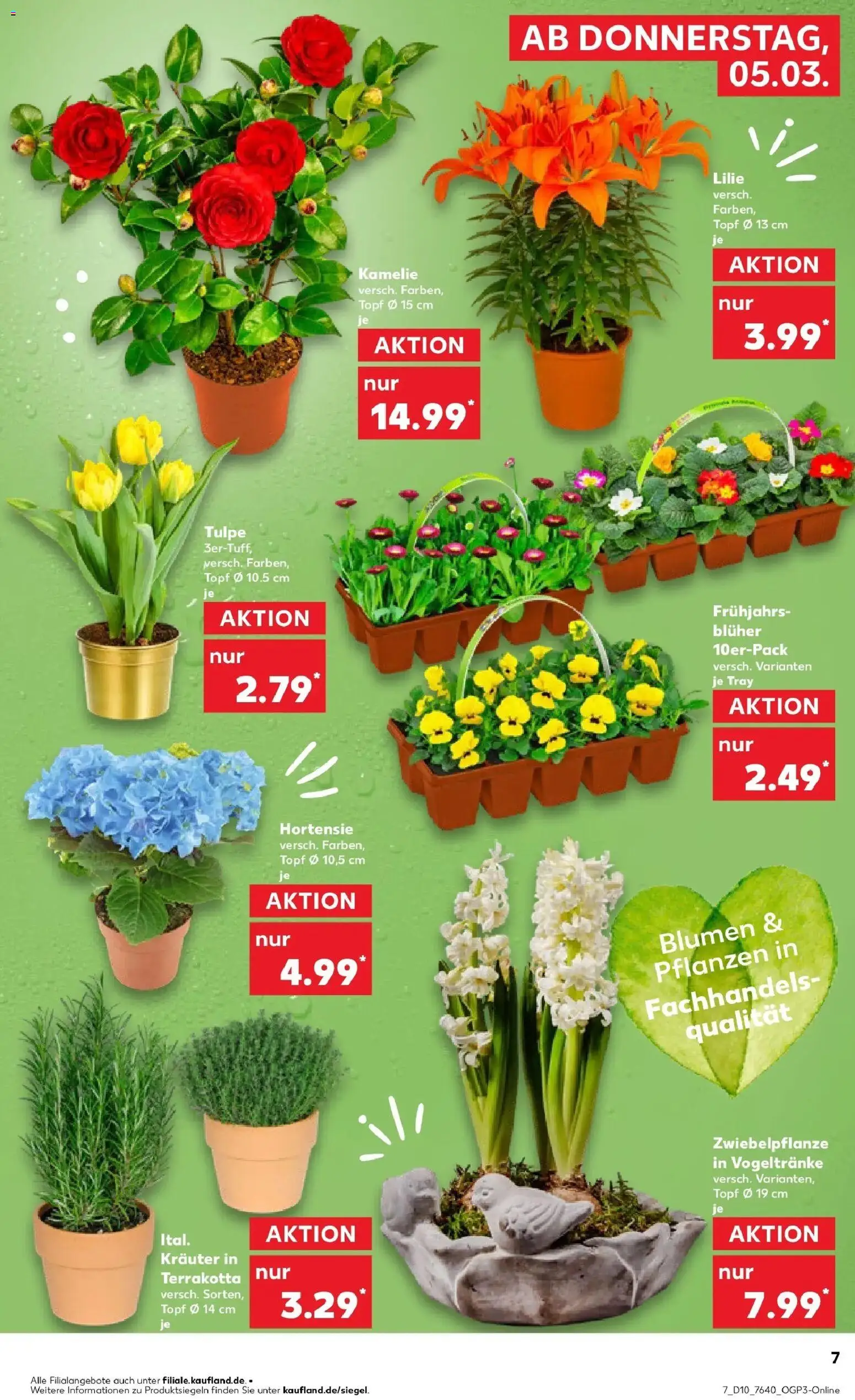 Kaufland Prospekt Konz	 – gültig ab 05.03.2026 | Seite: 7 | Produkte: Hortensie, Blumen