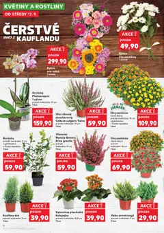 Kaufland leták od 17.09.2025 | Strana: 6