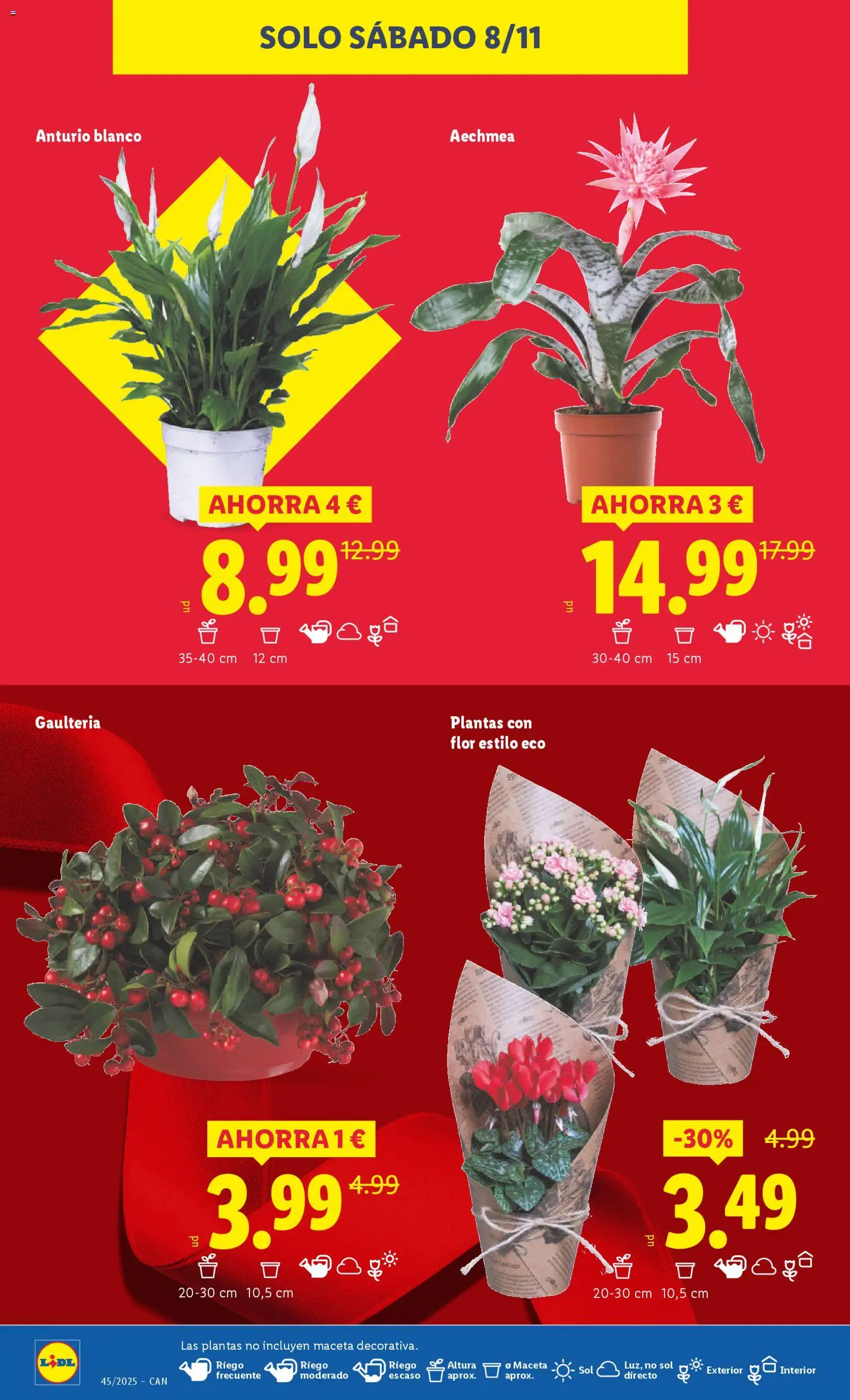 Lidl - Canarias │ válido desde el 03.11.2025 | Página: 36 | Productos: Maceta