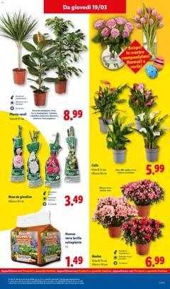 Anteprima del volantino Lidl volantino valido a partire dal 16.03.2026 | Pagina: 45 | Prodotti: Vaso, Terra