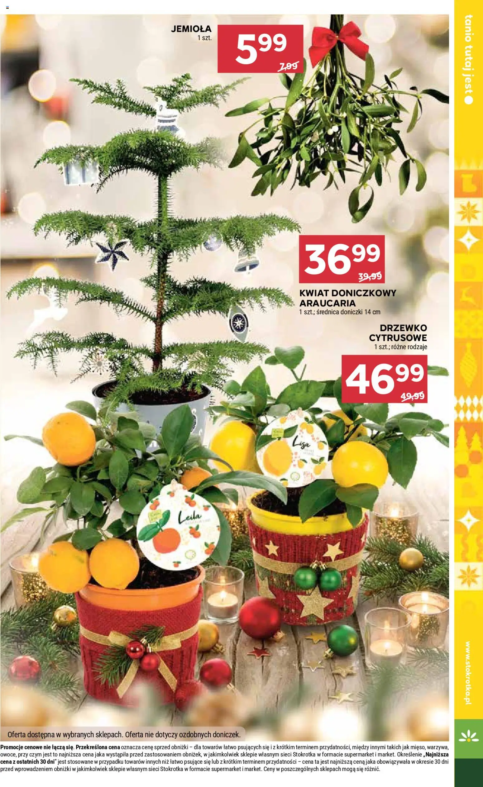 Stokrotka Gazetka od 18.12.2025 | Strona: 42 | Produkty: Stokrotka, Doniczki, Drzewko cytrusowe