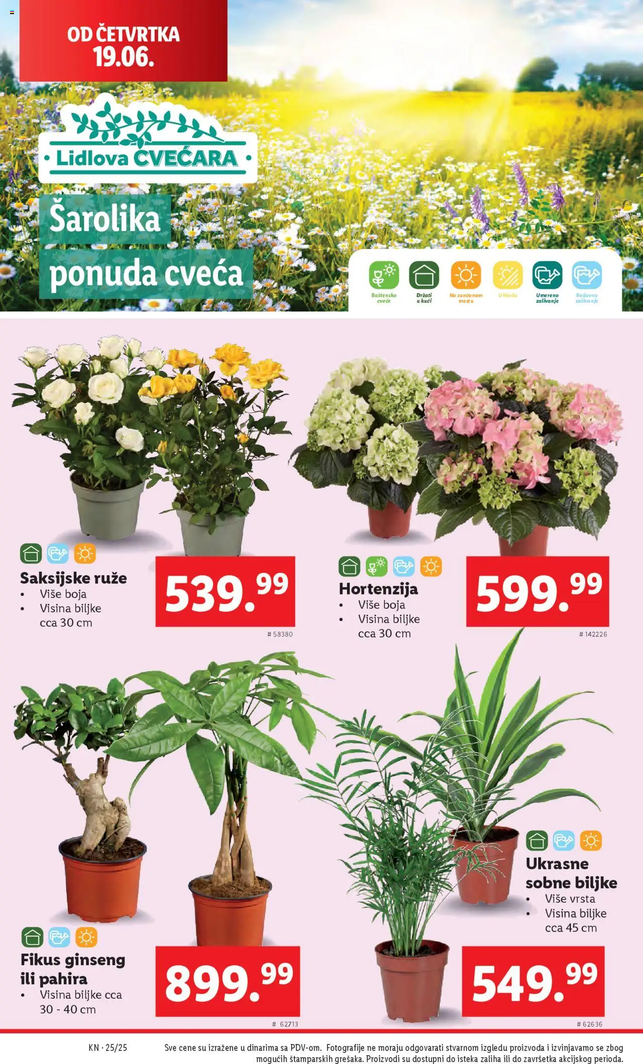 Lidl katalog - važi od 19.06.2025 | Strana: 44 | Proizvode: Sobne biljke, Ruze, Cvece