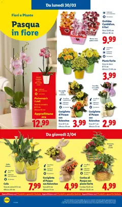 Anteprima del volantino Lidl volantino valido a partire dal 30.03.2026 | Pagina: 50 | Prodotti: Orchidea, Cestino, Vaso