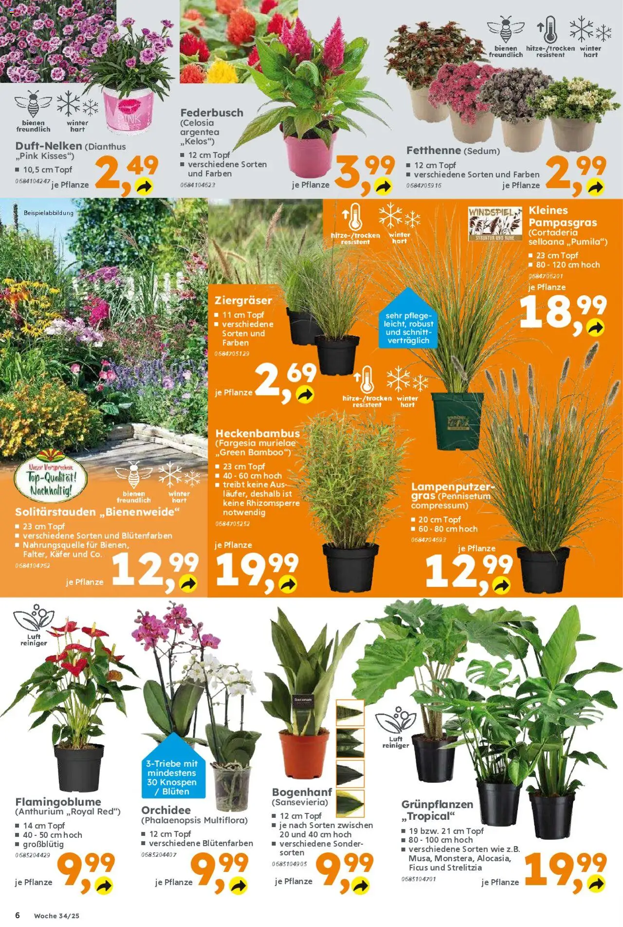 Globus Baumarkt Prospekt 	 - gültig ab dem 18.08.2025 | Seite: 6 | Produkte: Orchidee